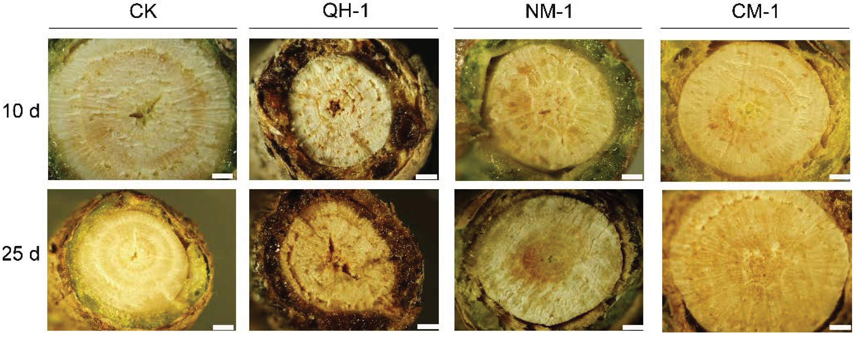 Forests 13 01197 g005