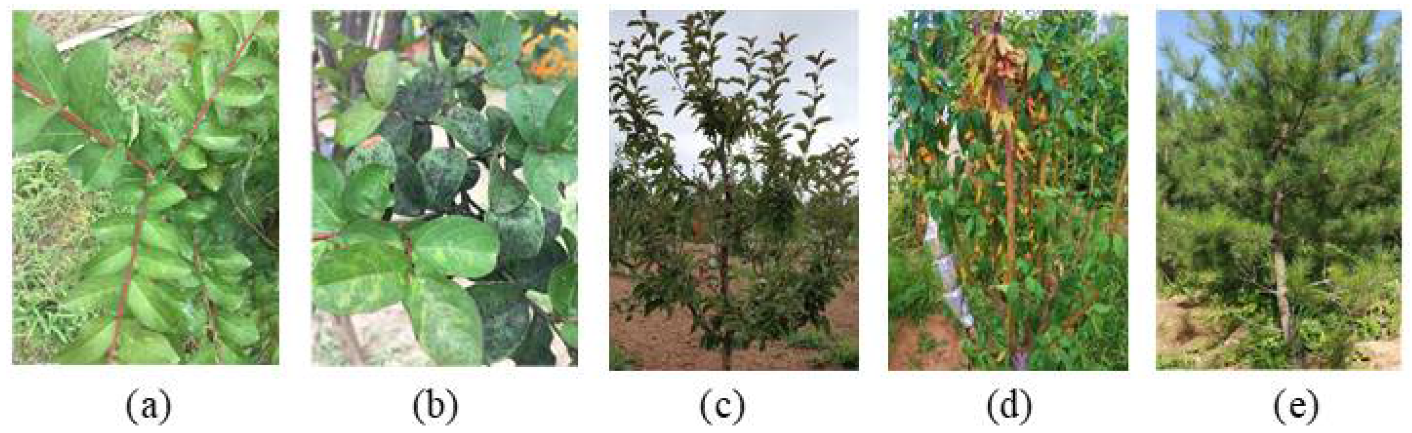 Forests 13 01198 g002