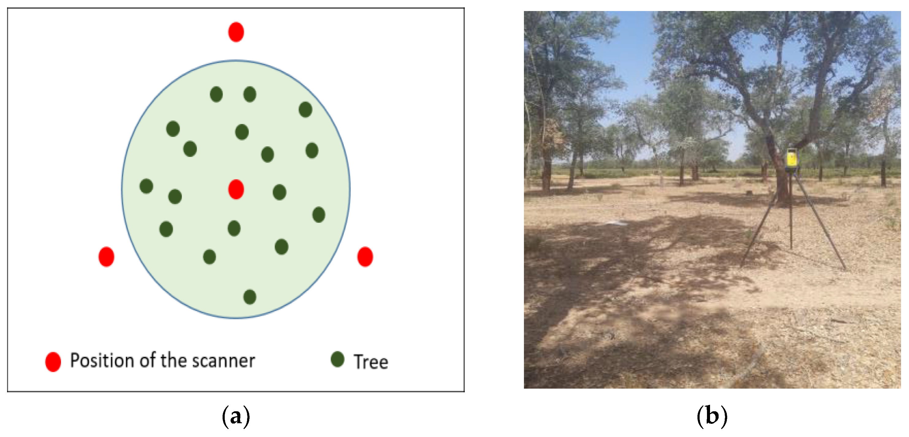 Forests 13 01211 g004 Forests 13 01211 g004