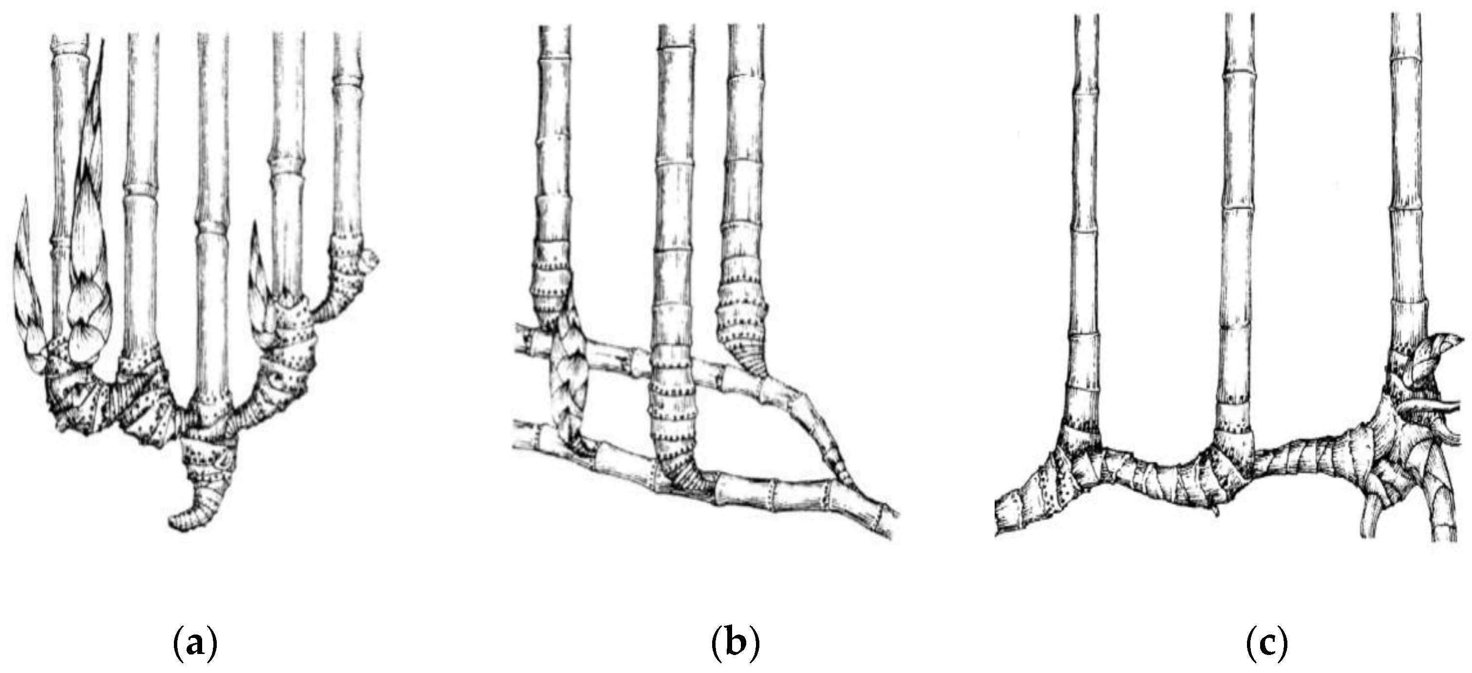 Forests 13 01218 g001