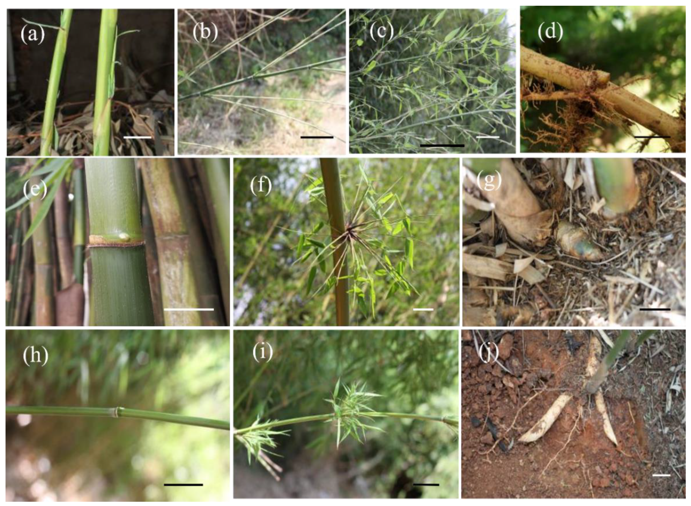 Forests 13 01218 g002