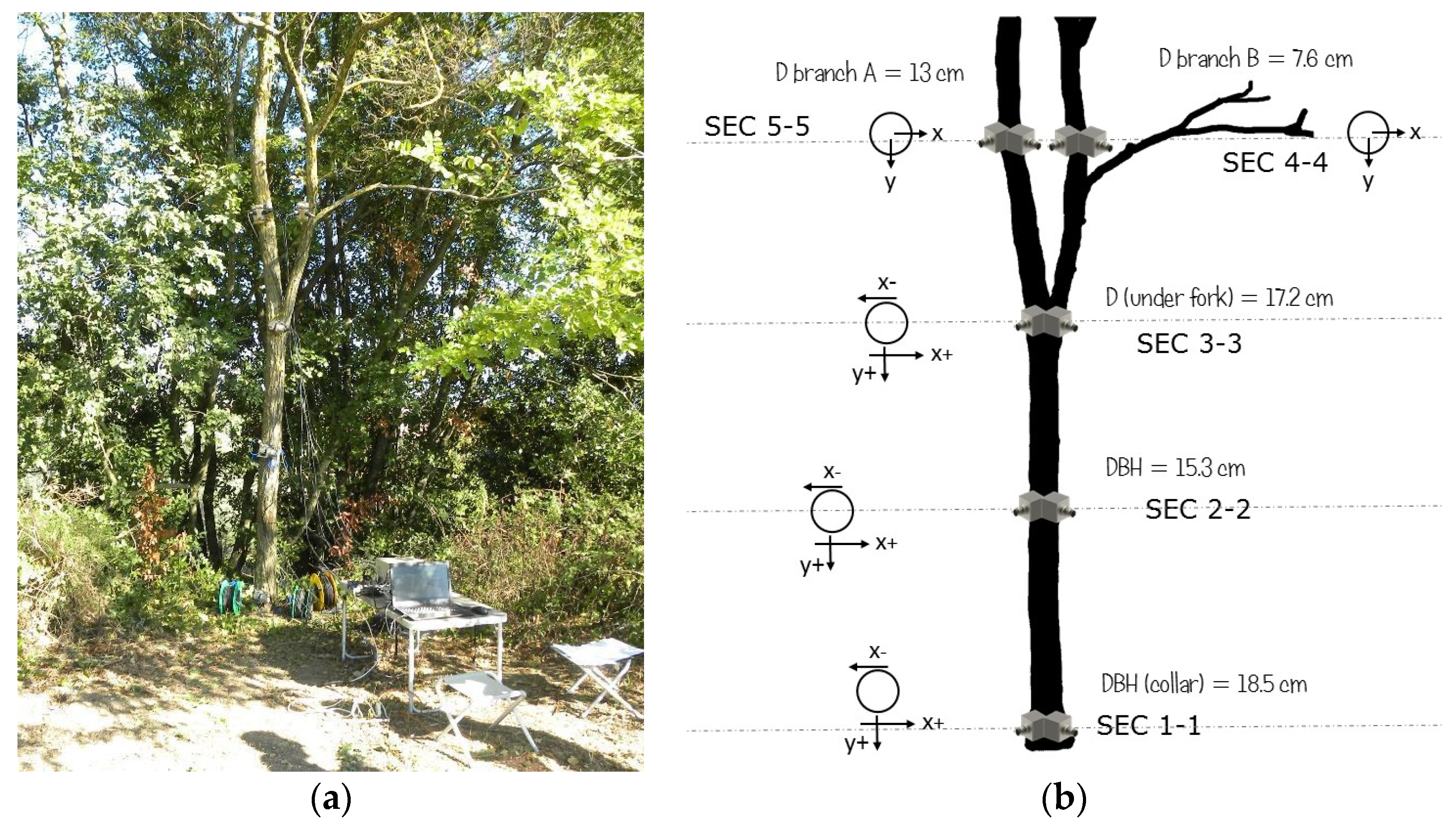 Forests 13 01243 g004