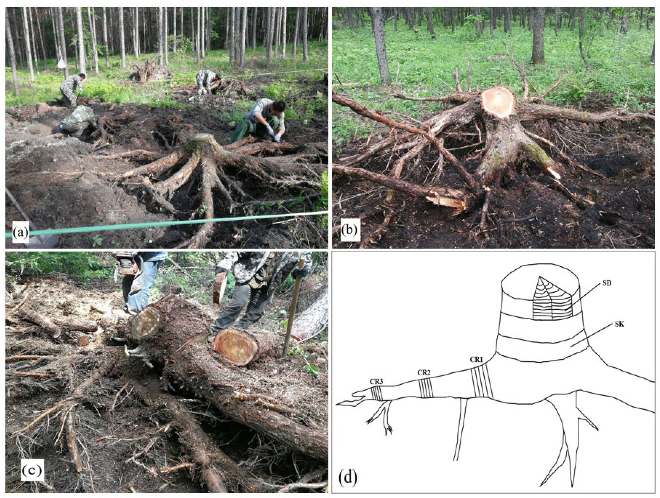 Forests 13 01259 g001