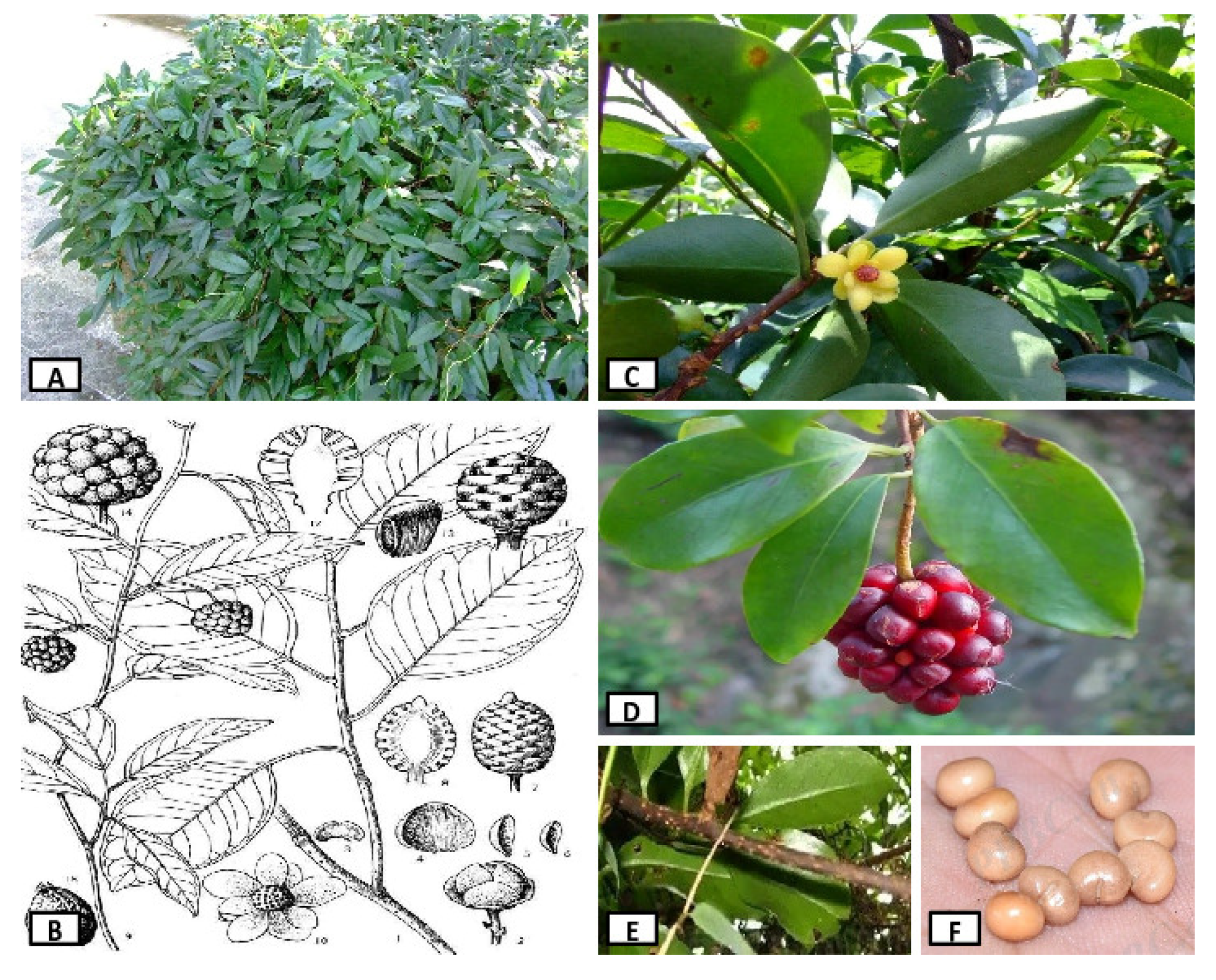 Forests 13 01281 g001