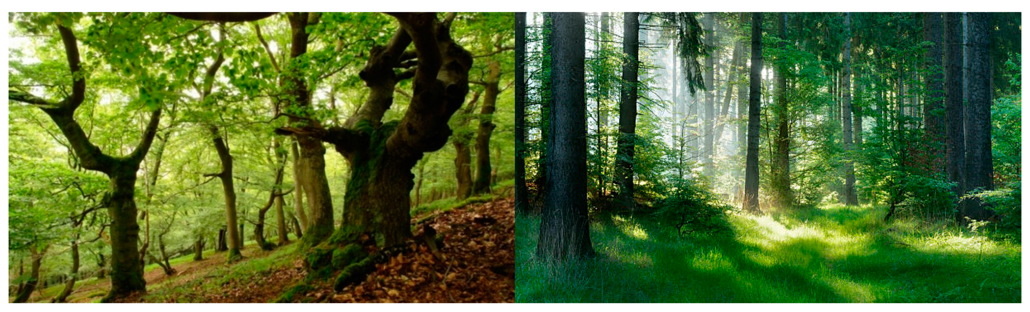 Forests 13 01302 g002