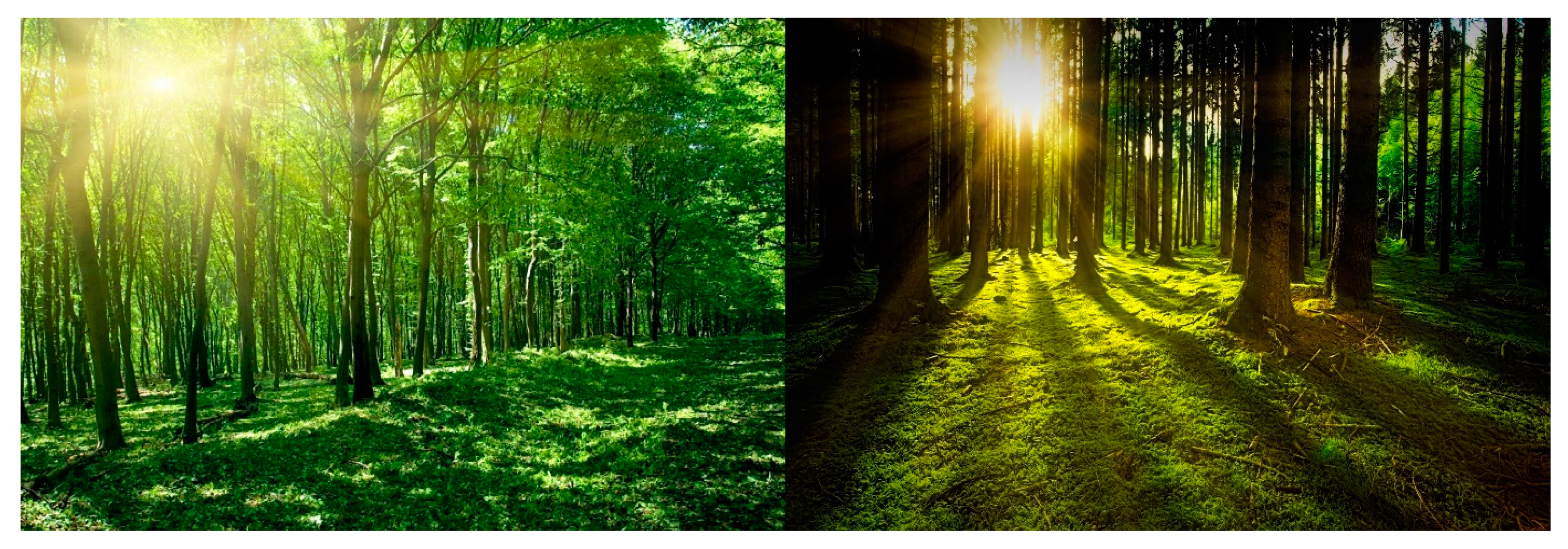 Forests 13 01302 g016