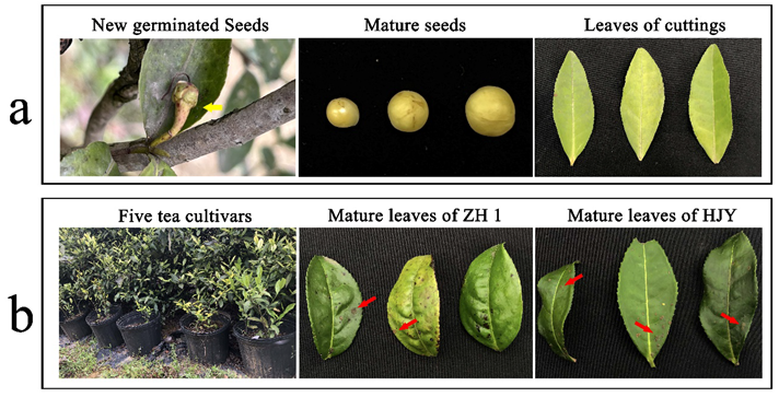 Forests 13 01306 g001