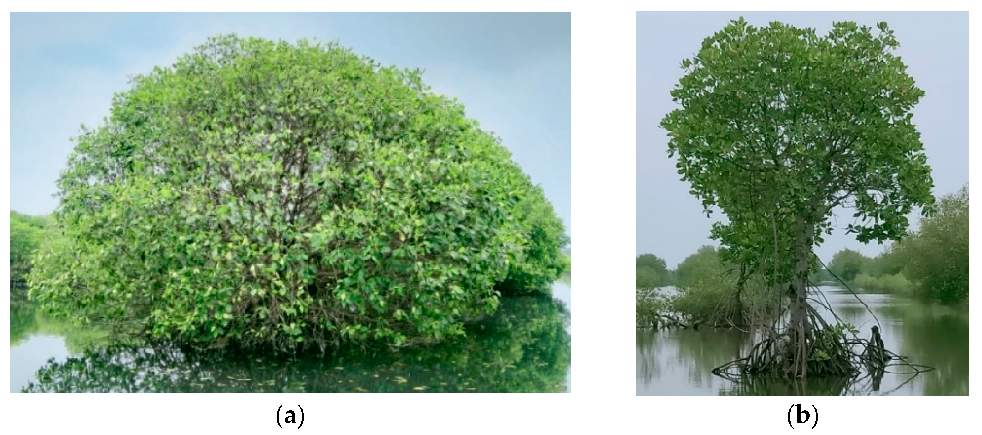 Forests 13 01308 g005