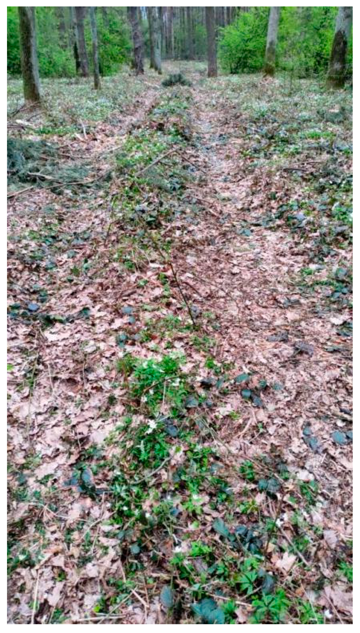 Forests 13 01309 g001