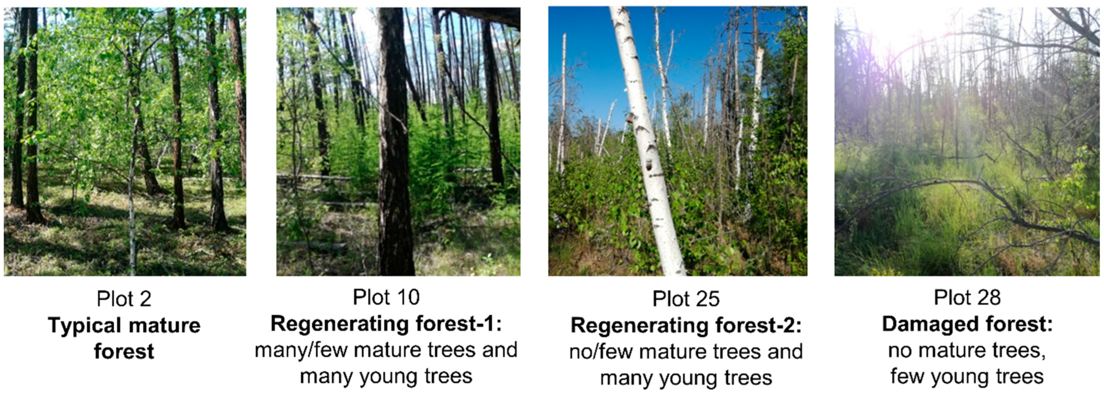 Forests 13 01331 g002