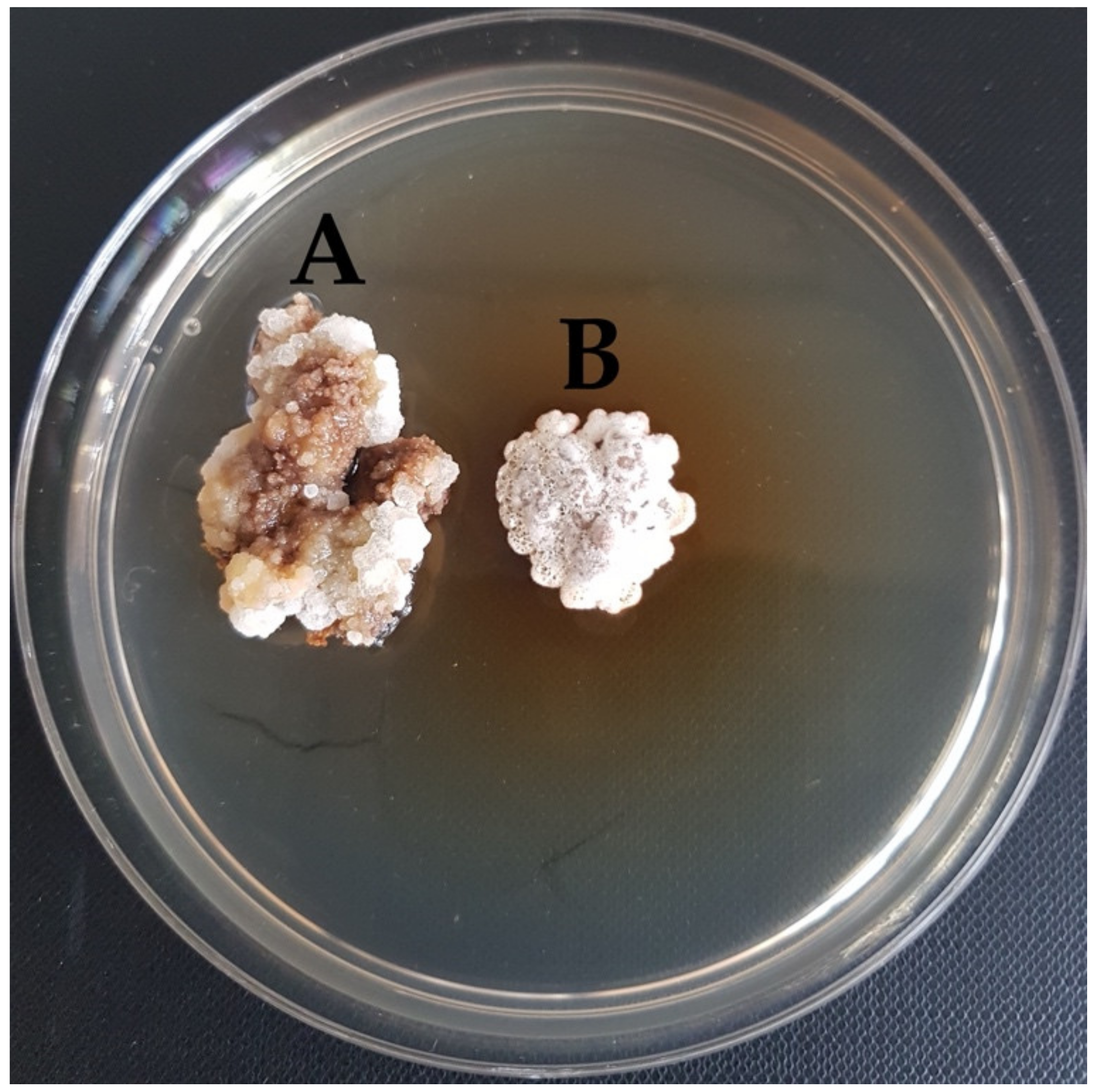 Forests 13 01338 g006