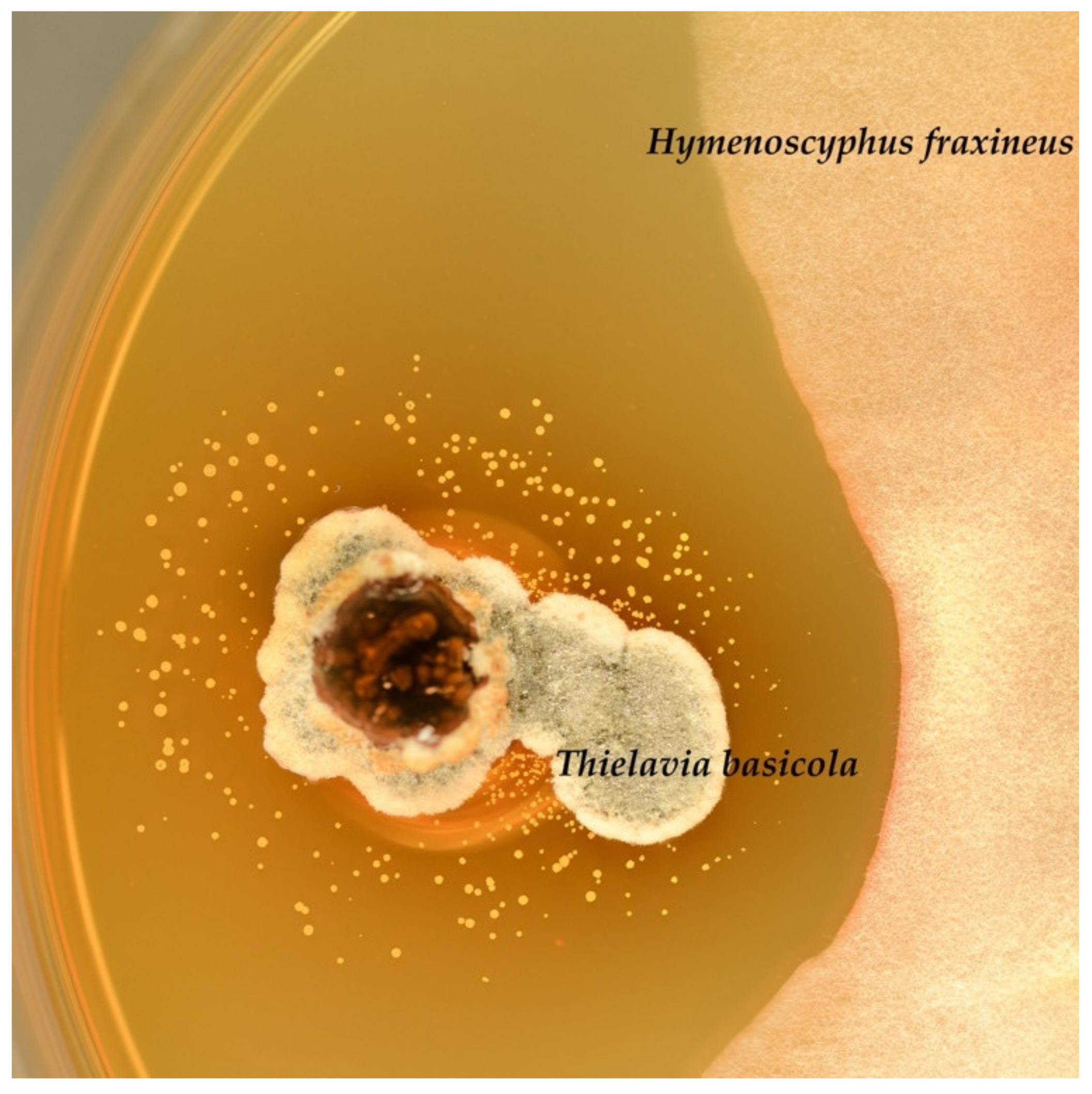 Forests 13 01338 g007