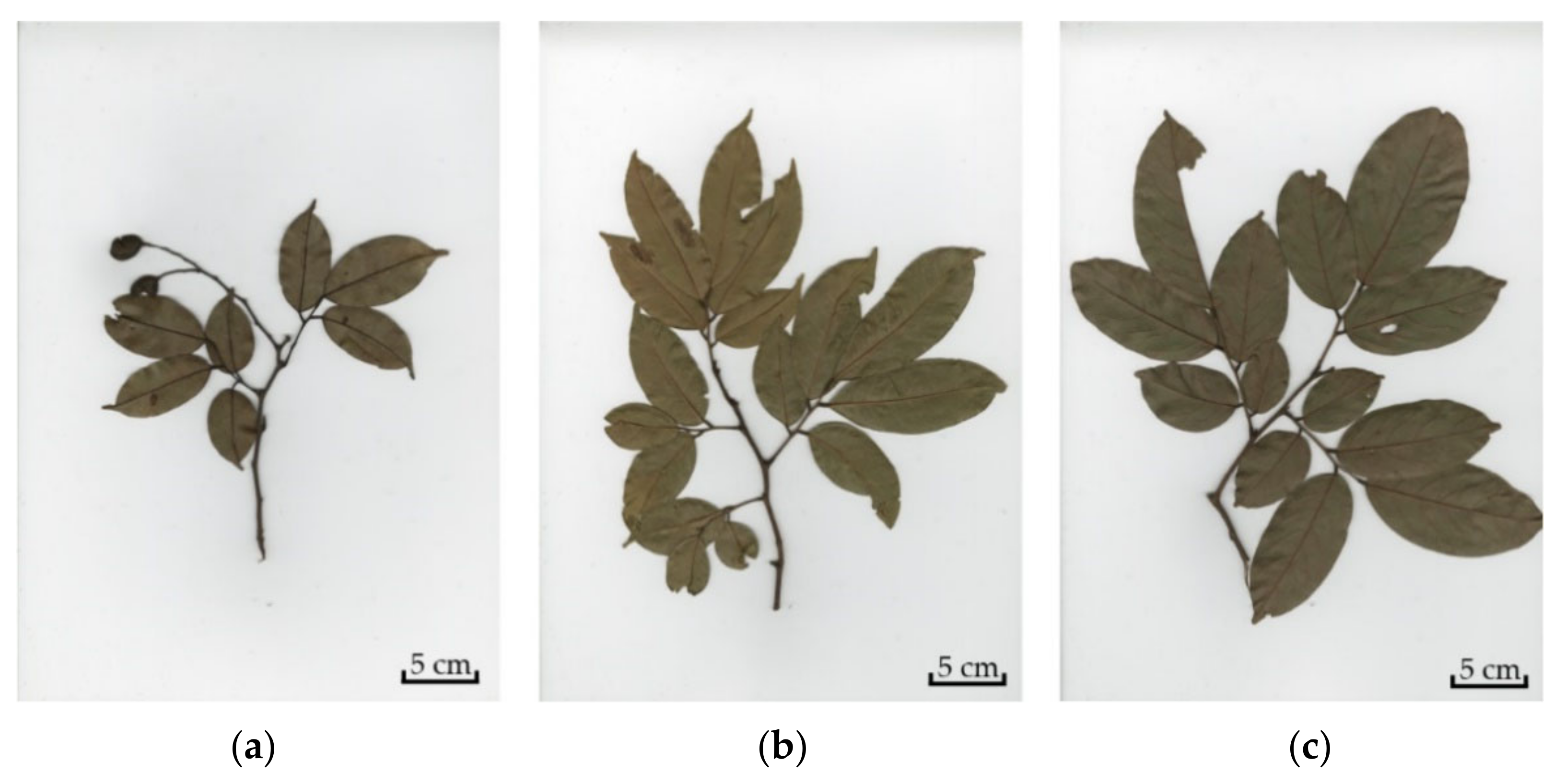Forests 13 01339 g001