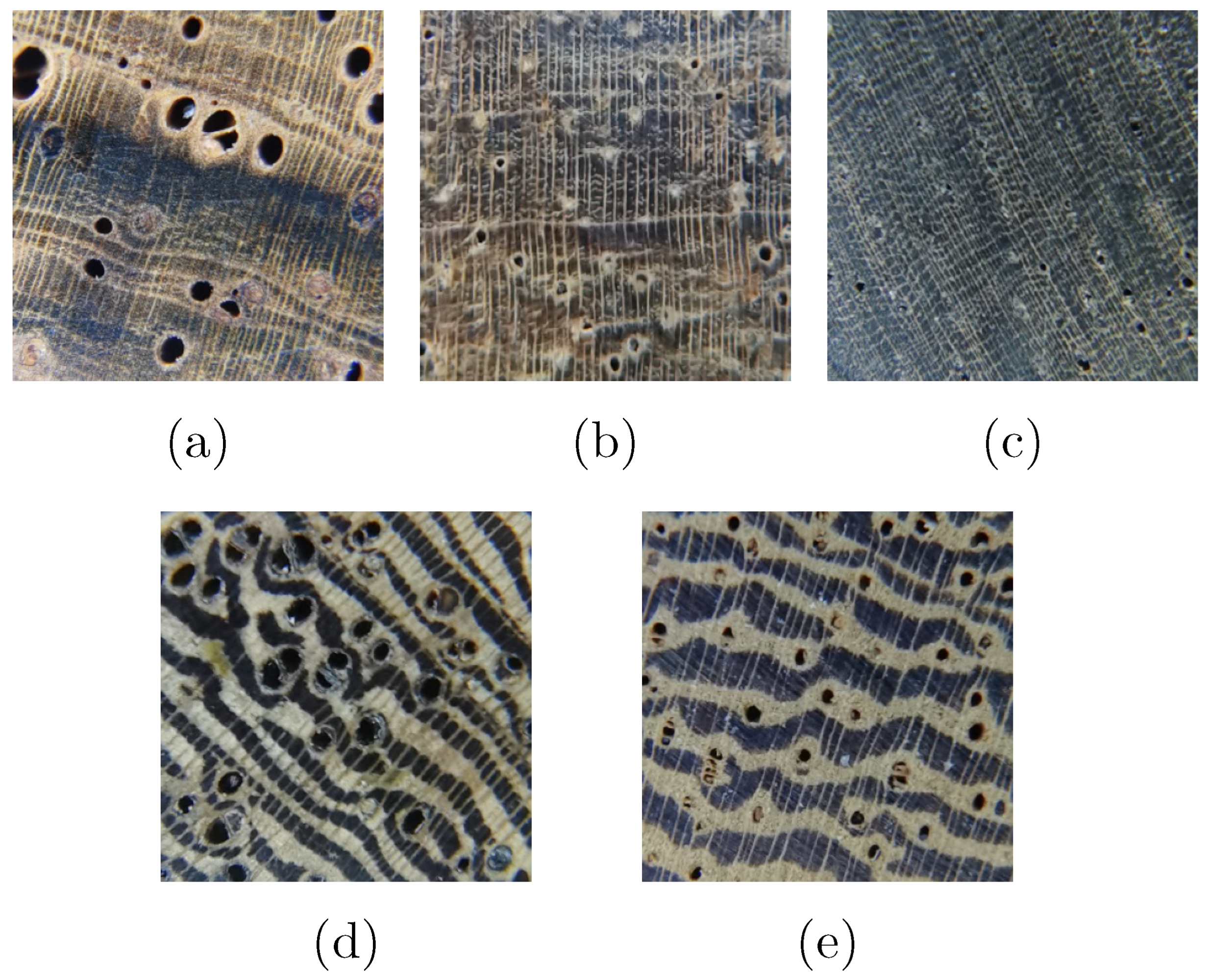 Forests 13 01350 g001