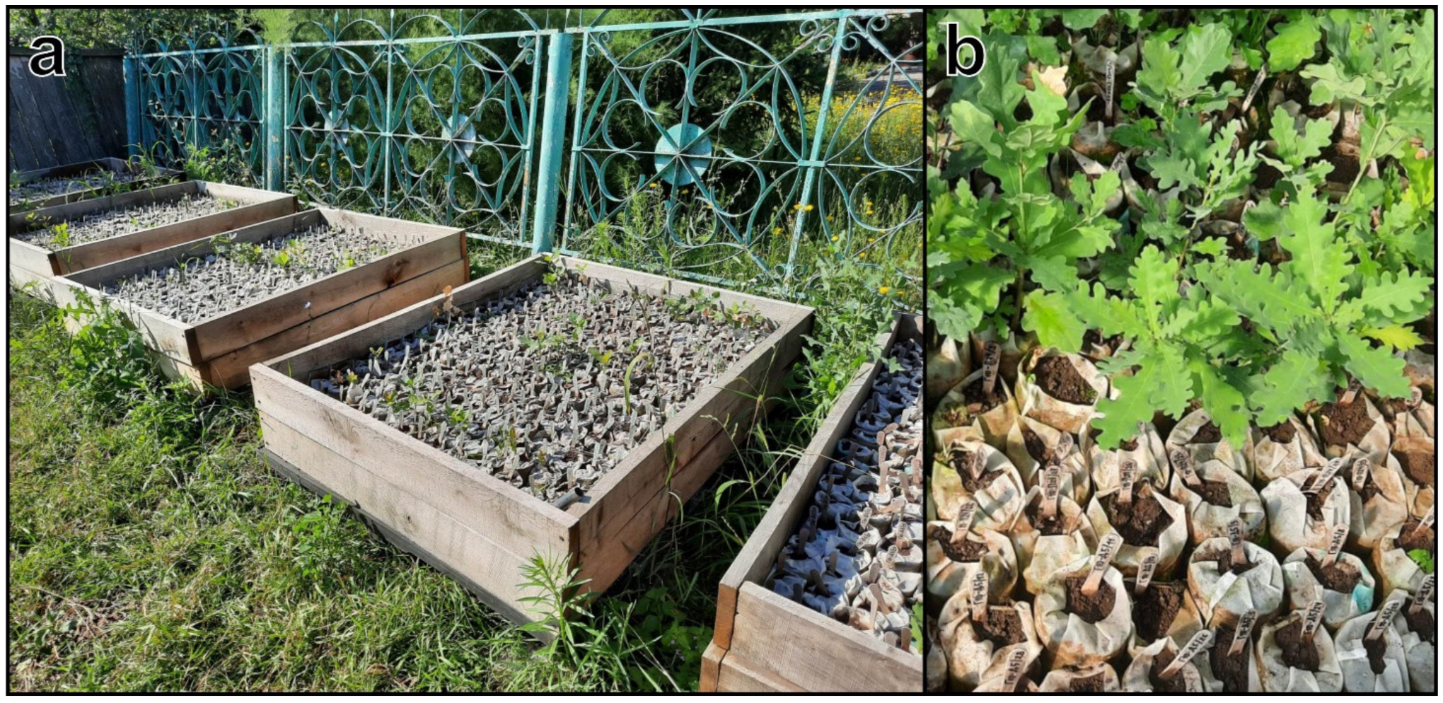 Forests 13 01359 g002