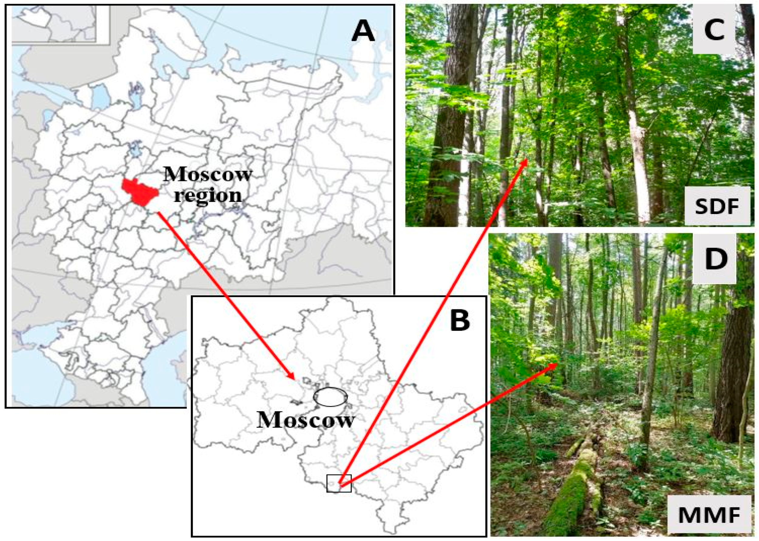 Forests 13 01374 g001