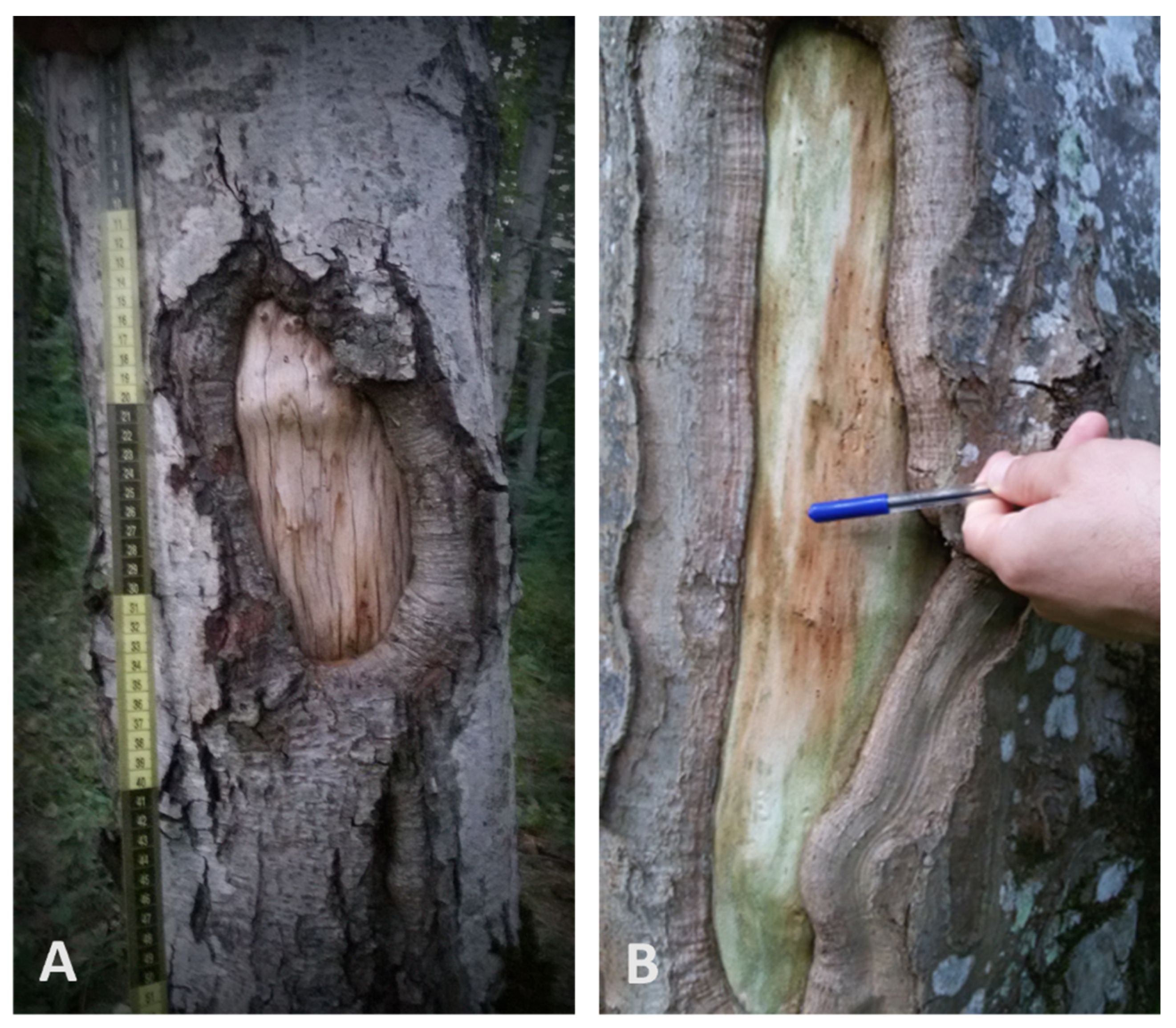 Forests 13 01393 g001 Forests 13 01393 g001