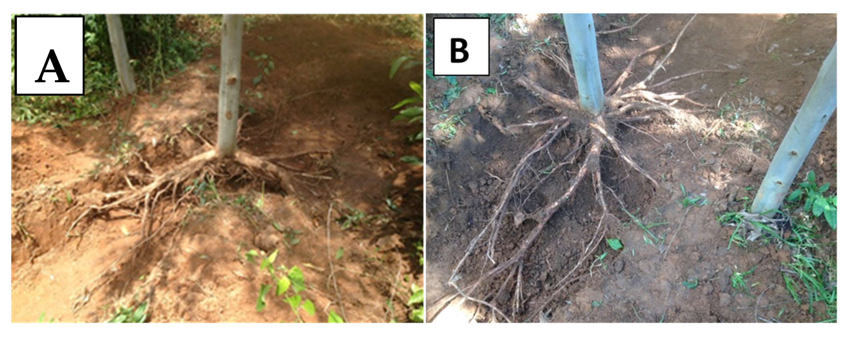 Forests 13 01395 g003