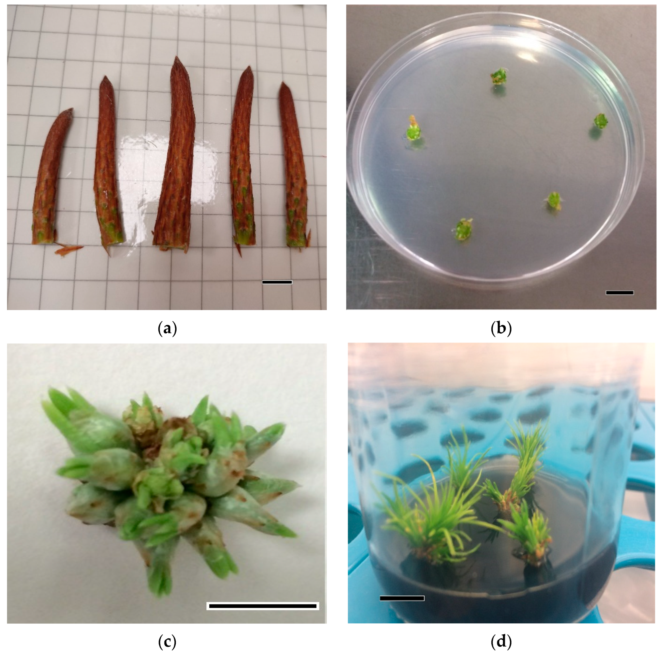 Forests 13 01455 g001a