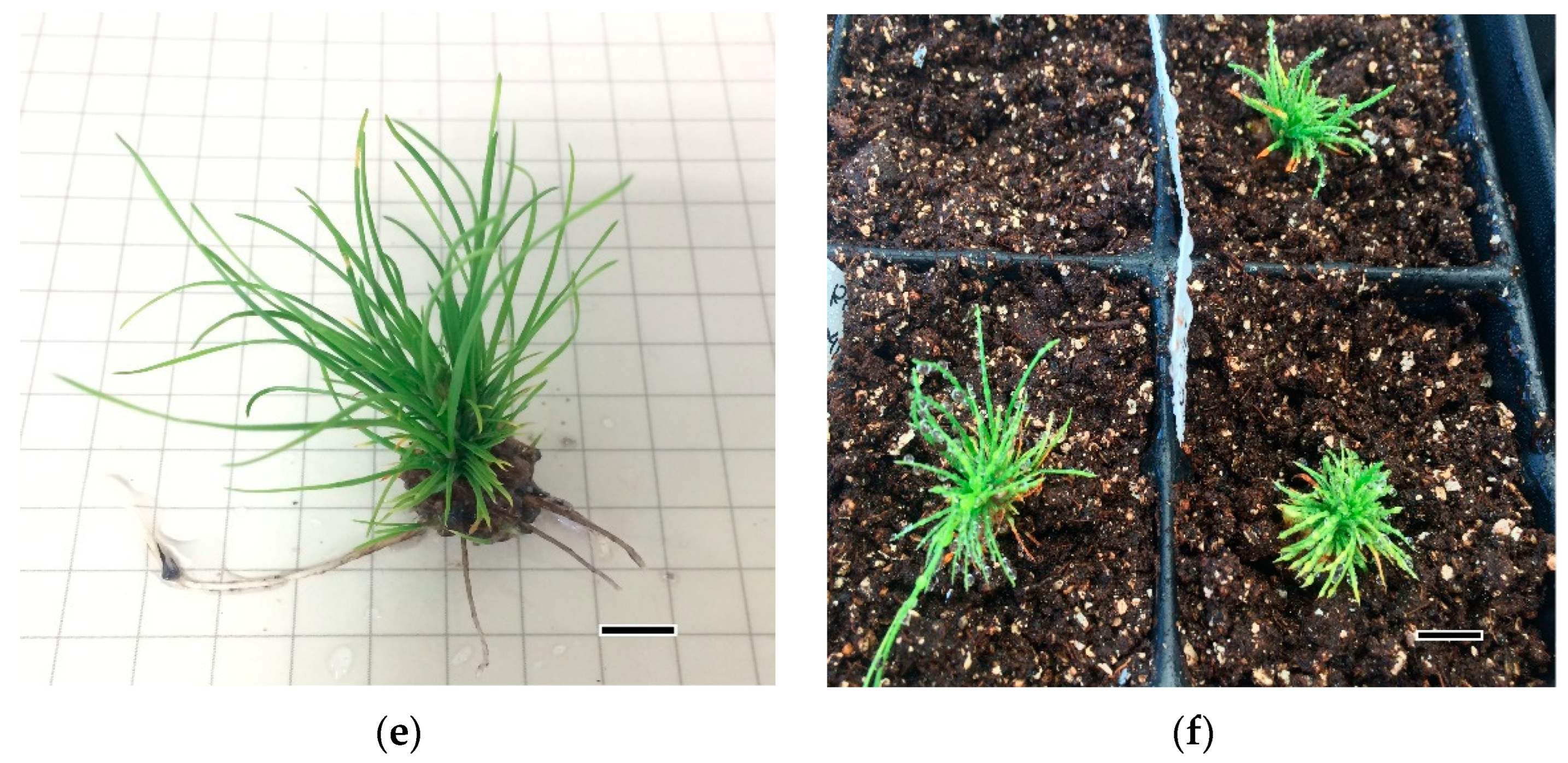 Forests 13 01455 g001b