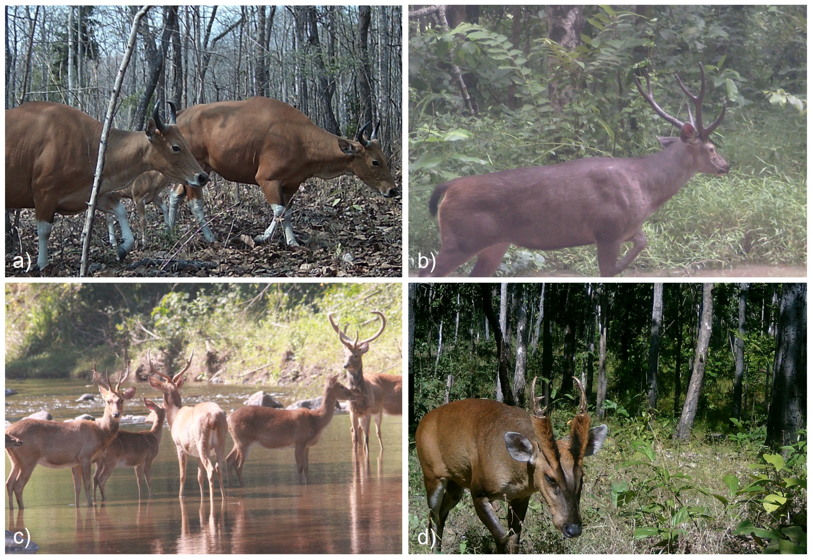 Forests 13 01463 g001