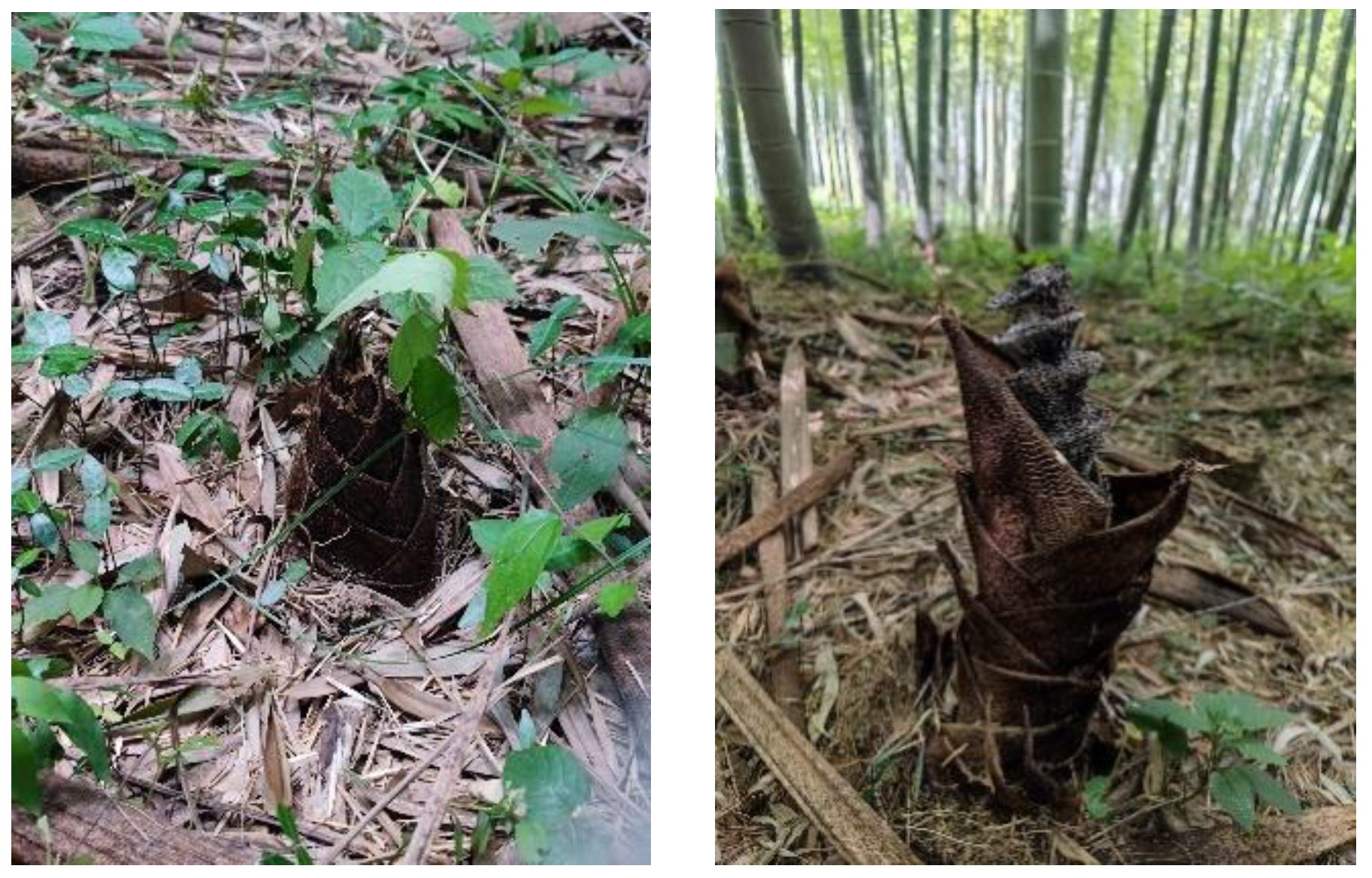 Forests 13 01482 g001