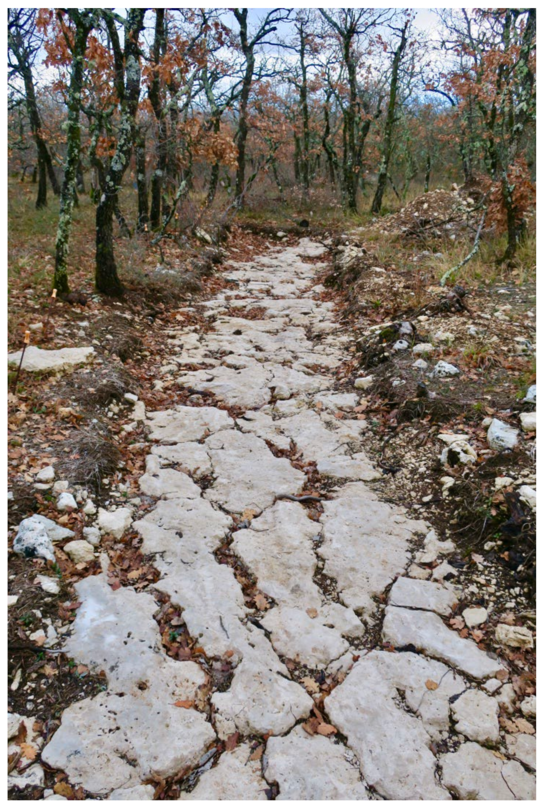 Forests 13 01485 g008