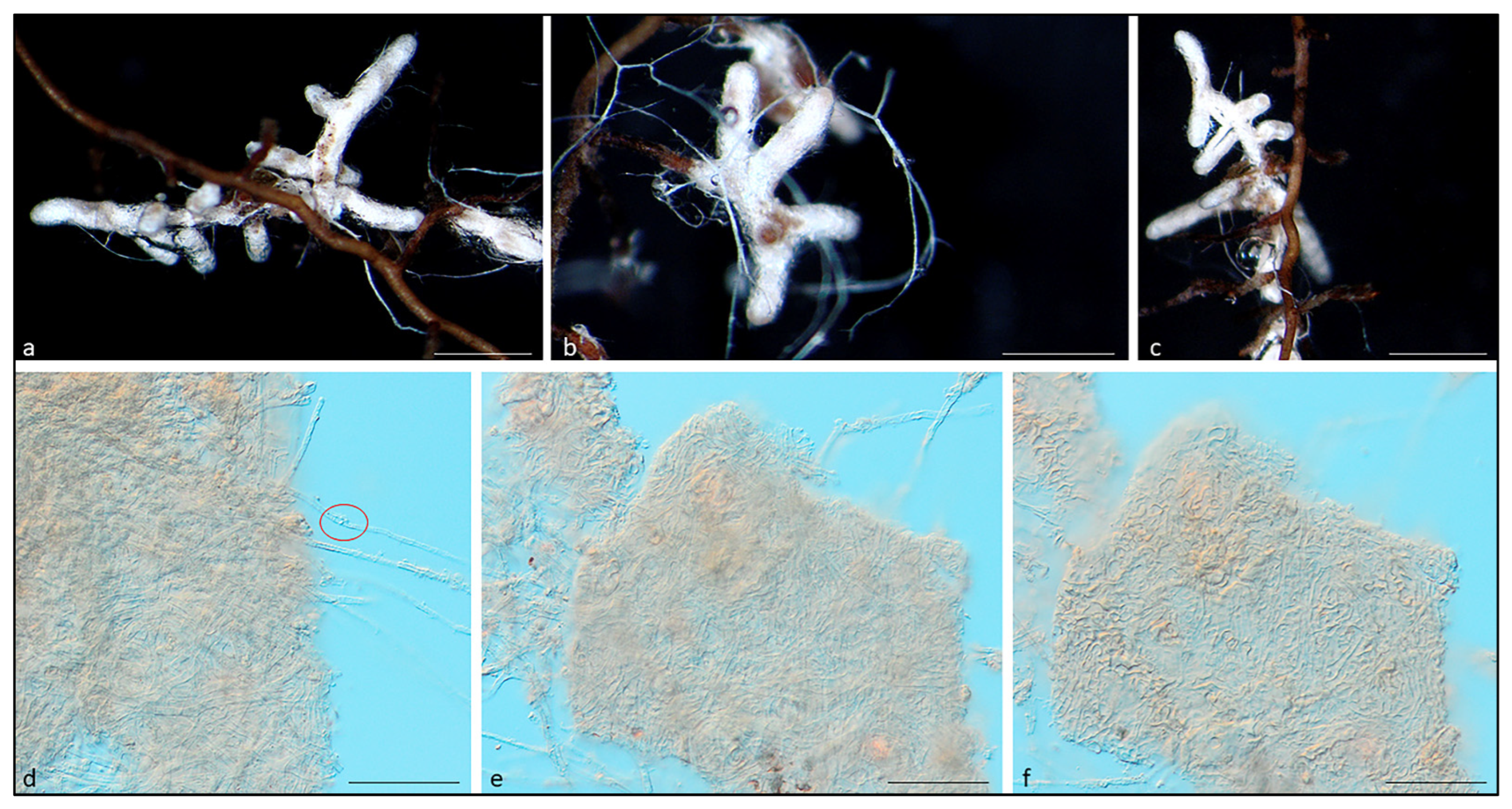 Forests 13 01491 g002