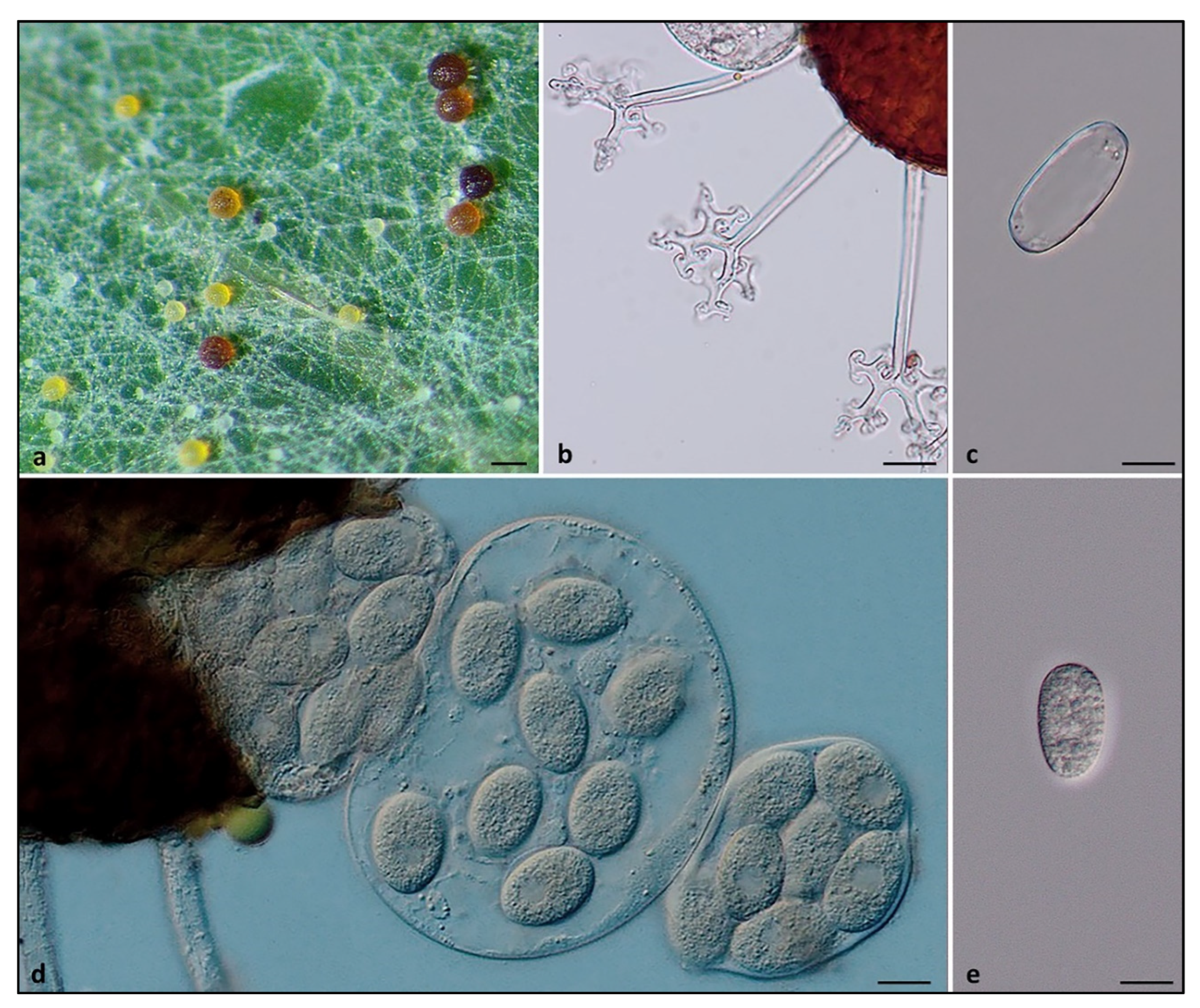 Forests 13 01491 g003