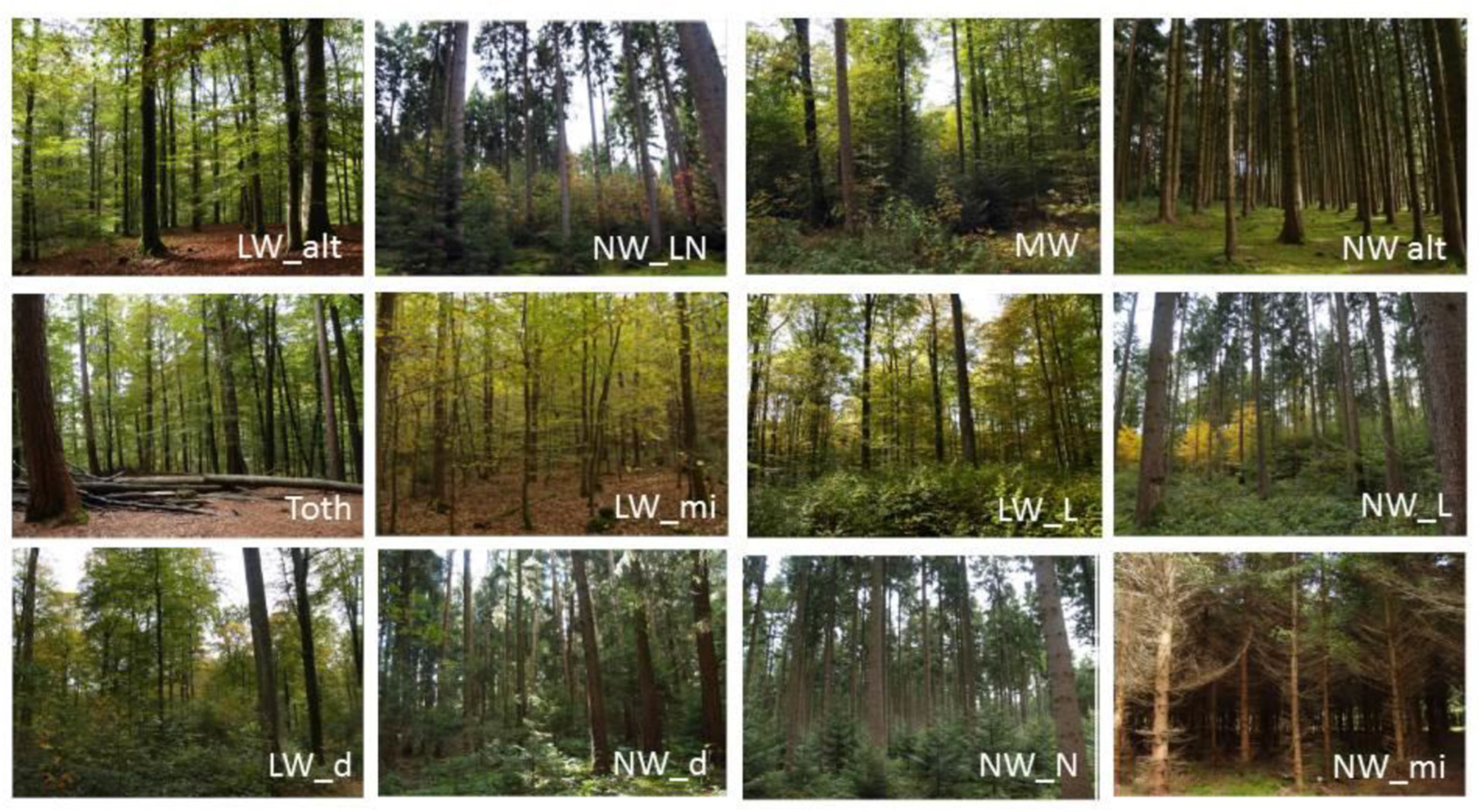 Forests 13 01584 g007 Forests 13 01584 g007