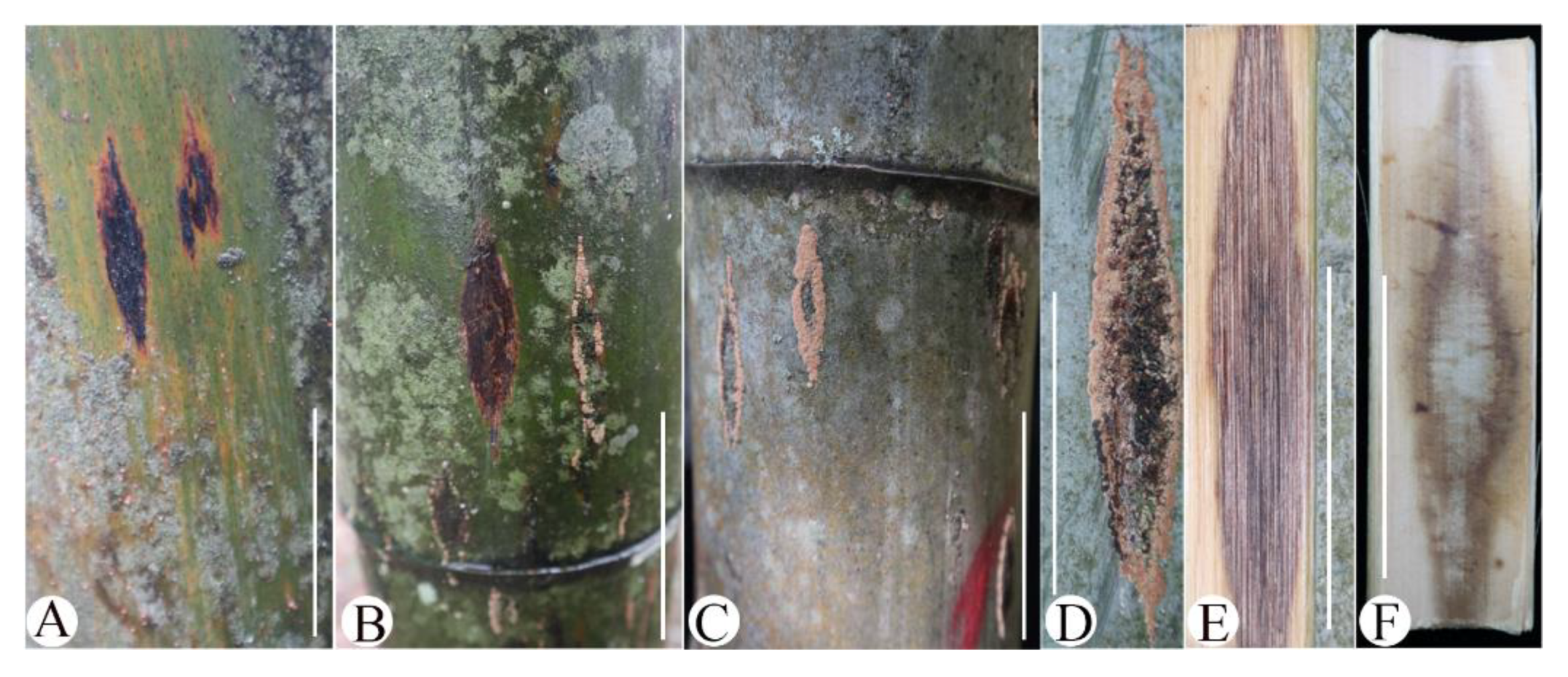 Forests 13 01616 g001