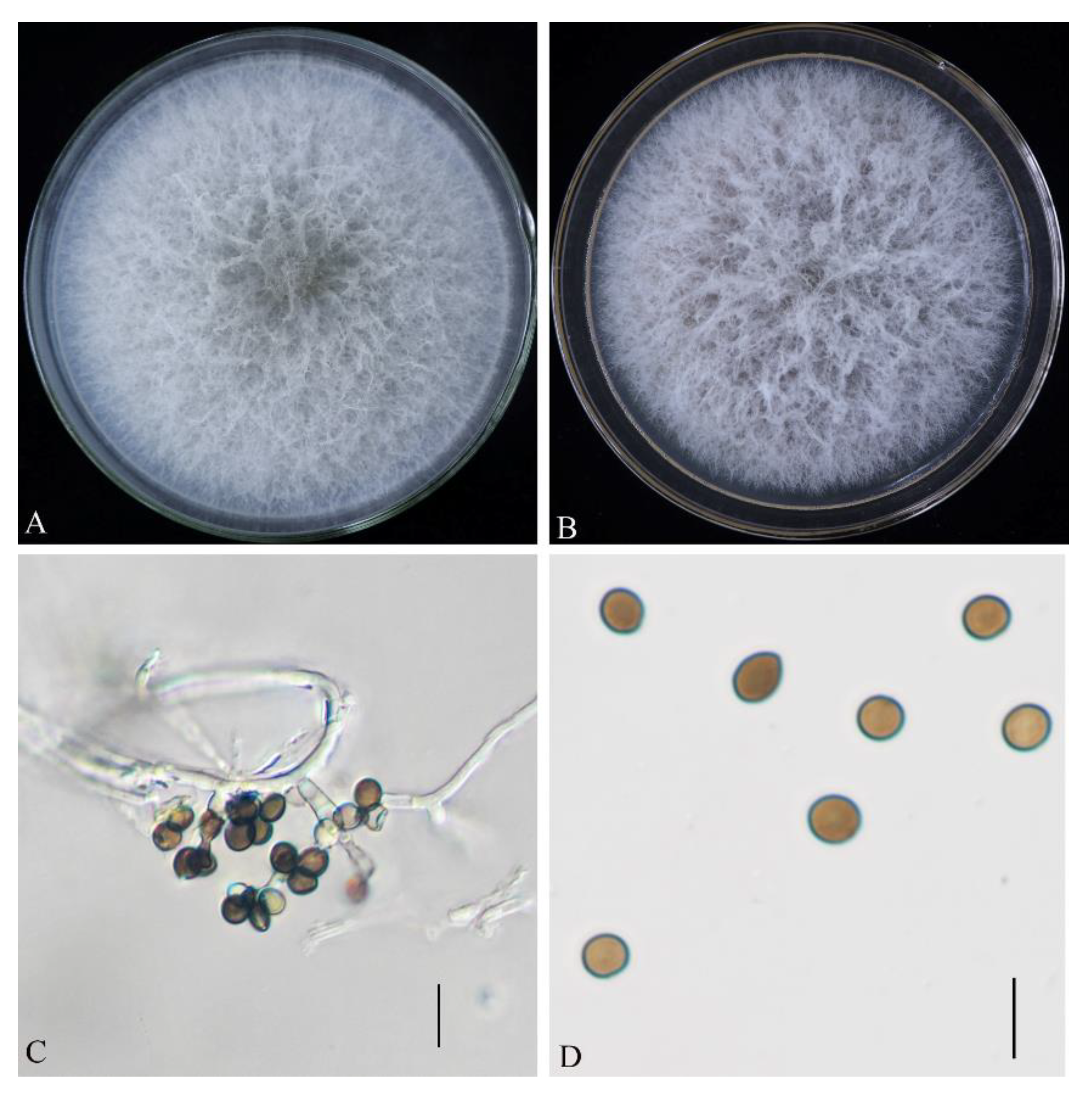 Forests 13 01616 g003