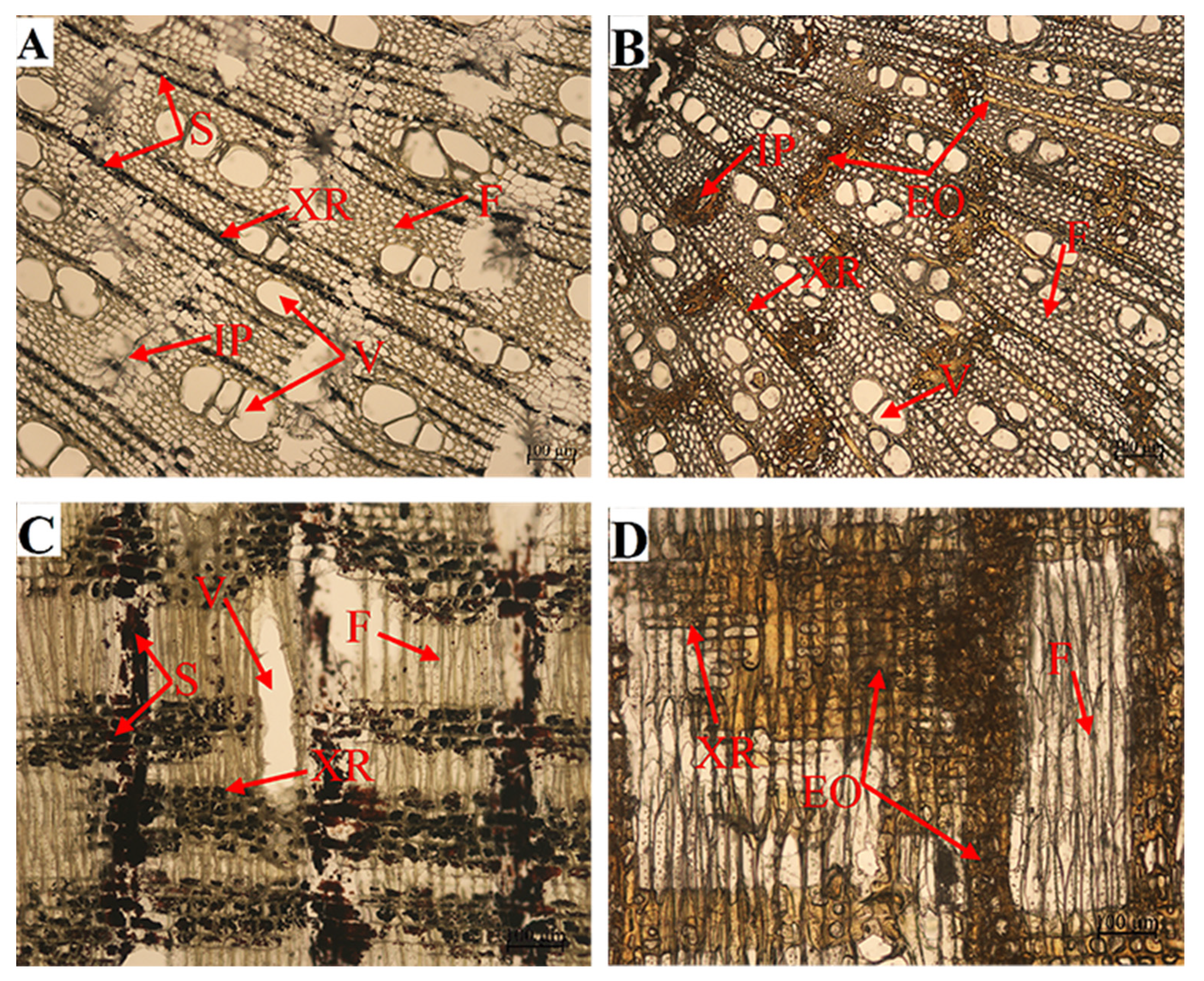 Forests 13 01618 g006