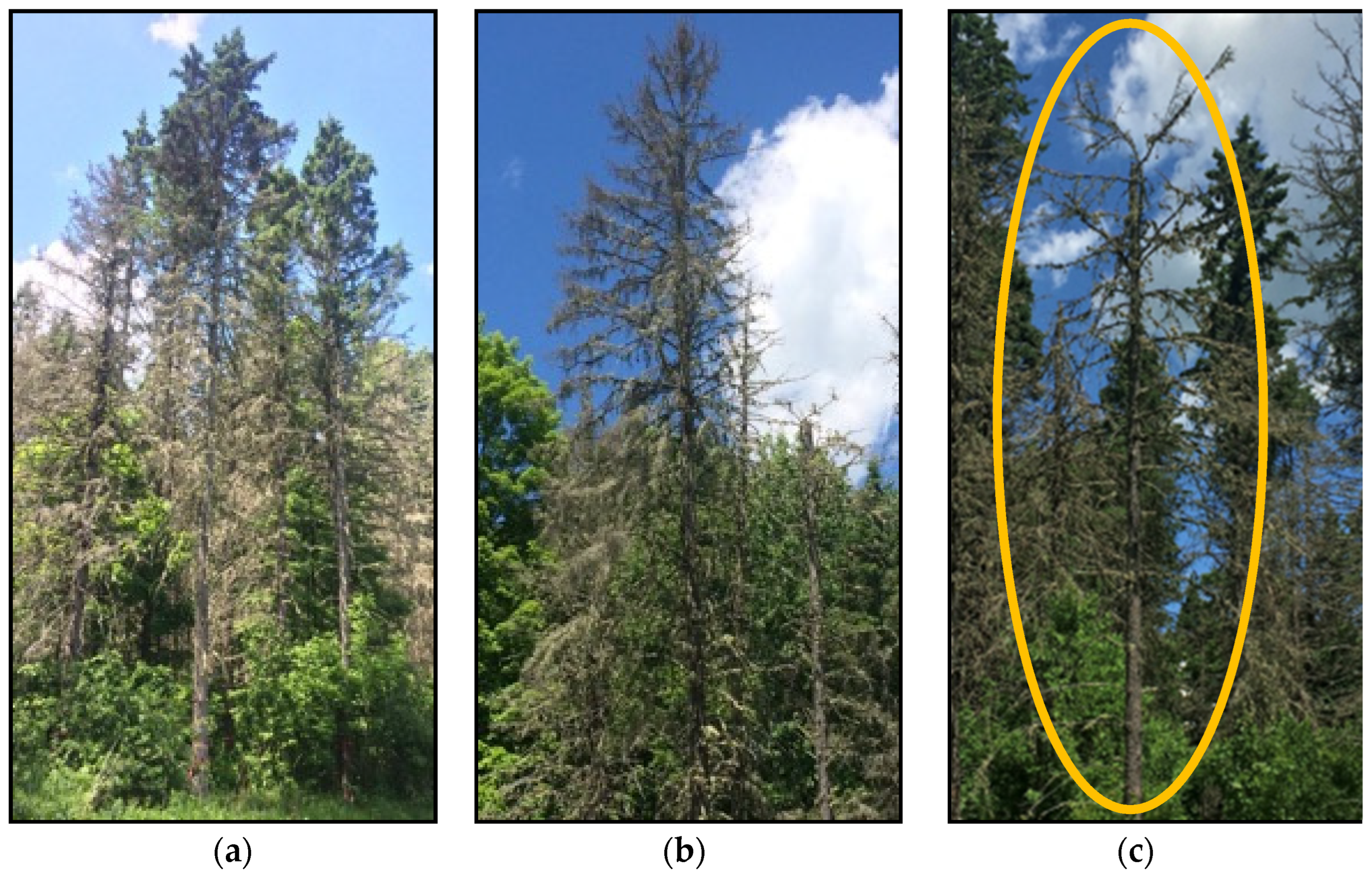 Forests 13 01680 g001