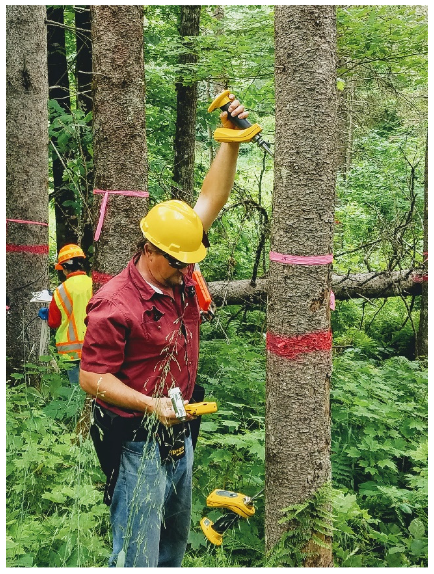 Forests 13 01680 g002