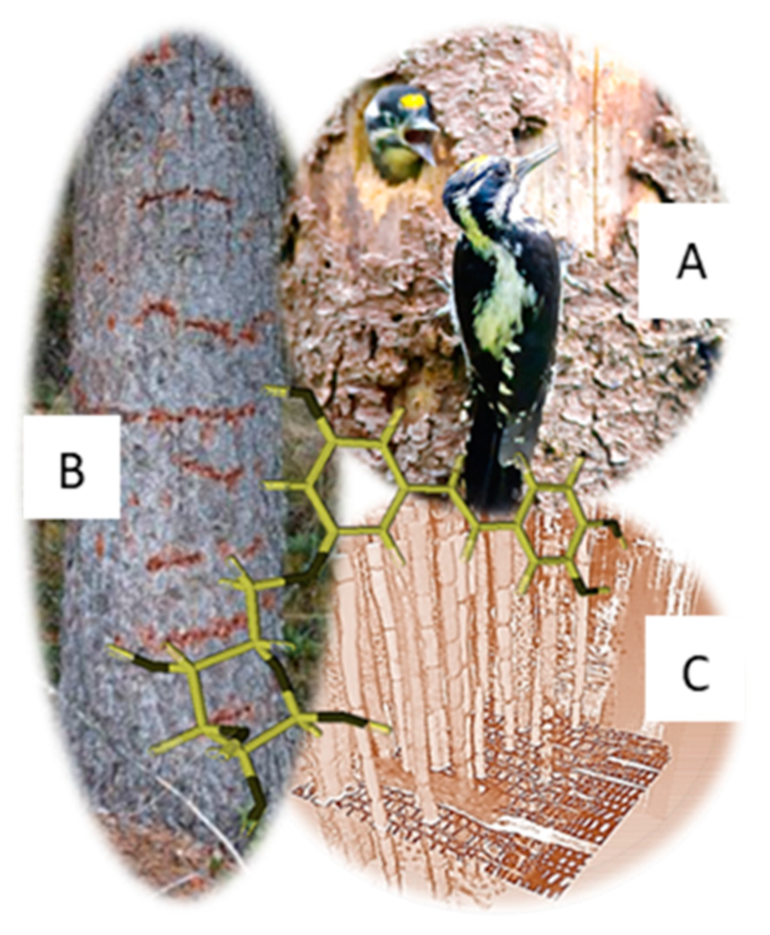 Forests 13 01681 g001