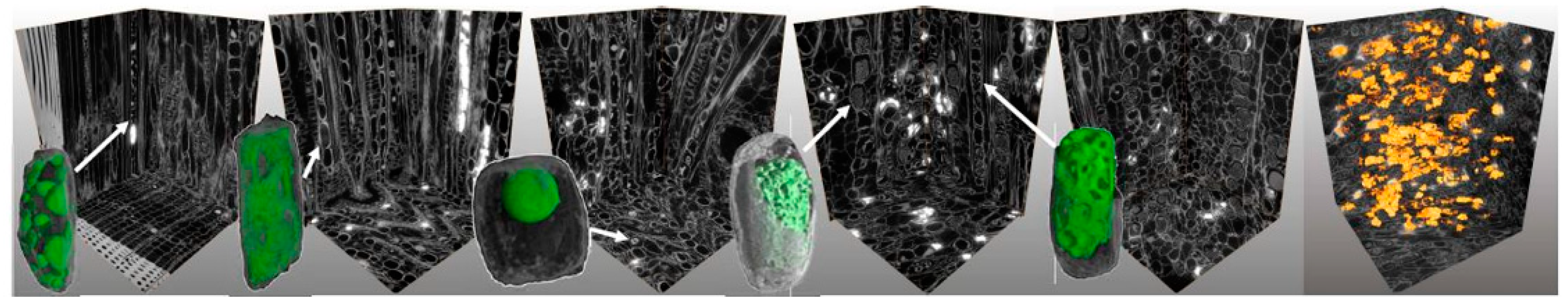 Forests 13 01681 g005