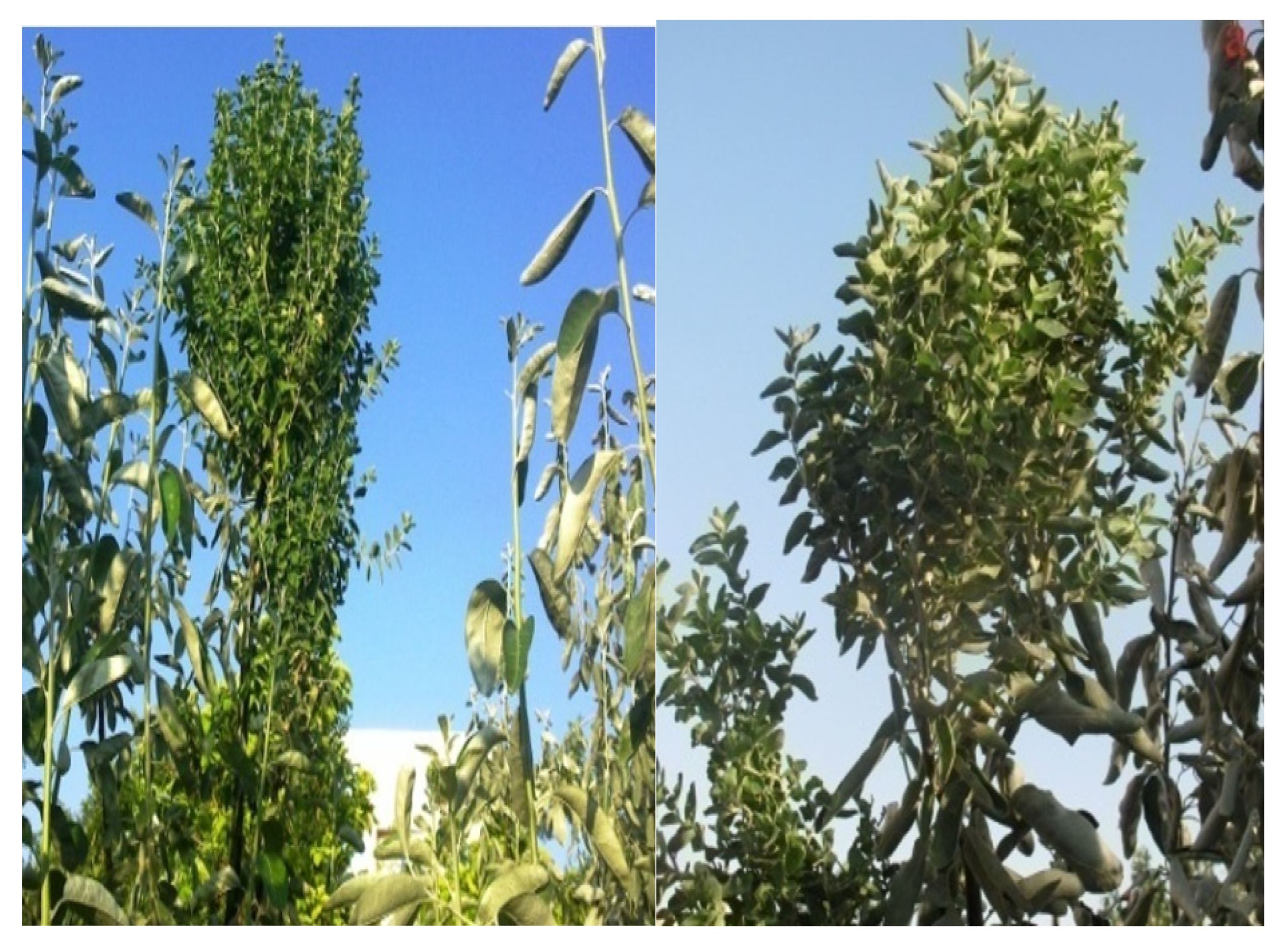 Forests 13 01684 g001