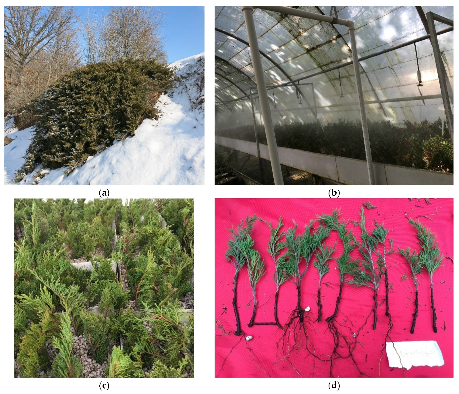 Forests 13 01705 g002 Forests 13 01705 g002