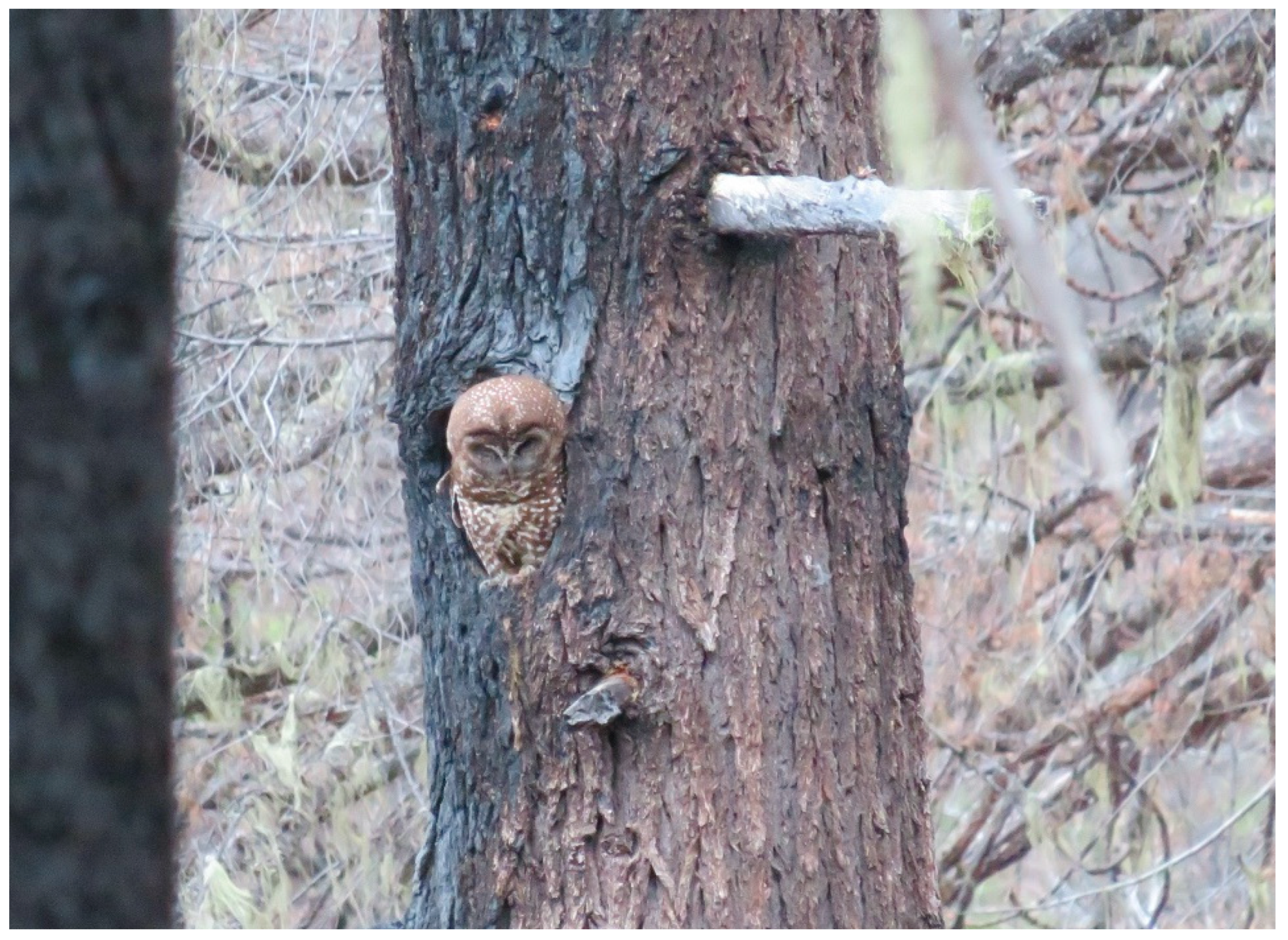 Forests 13 01730 g001