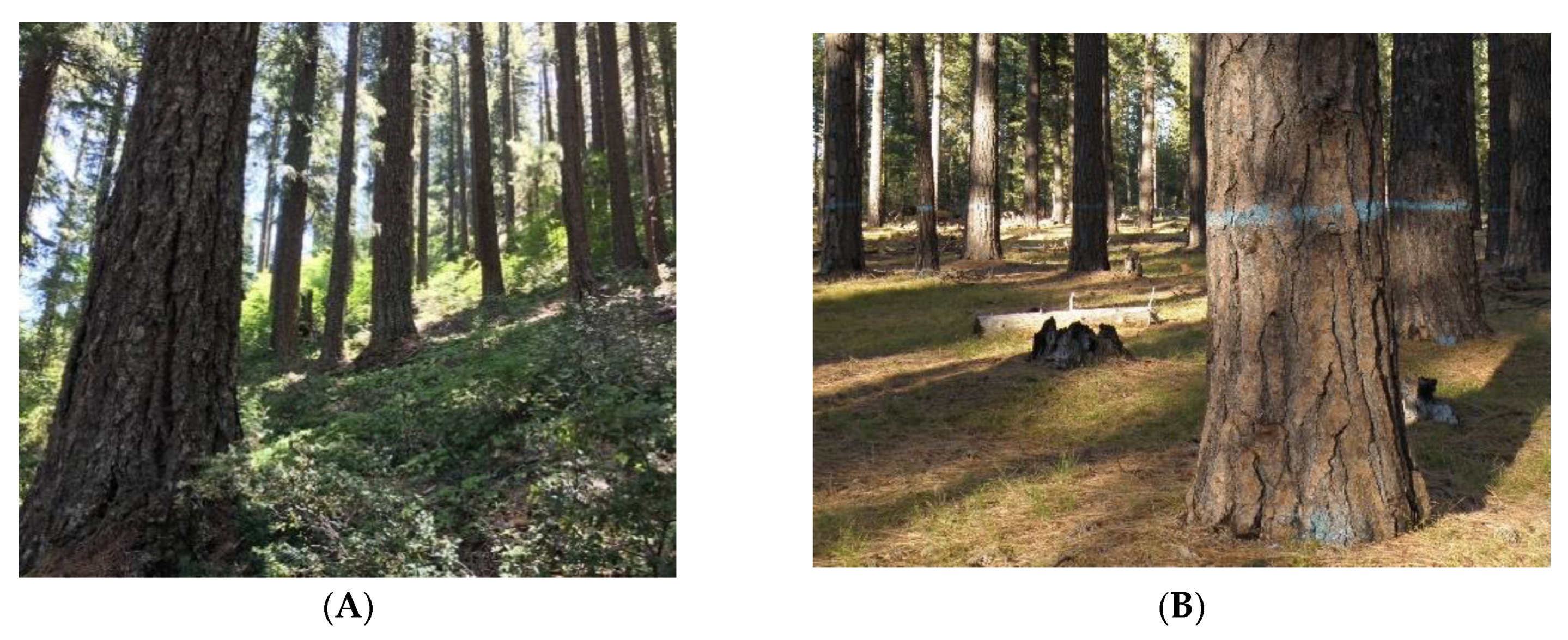 Forests 13 01730 g005a