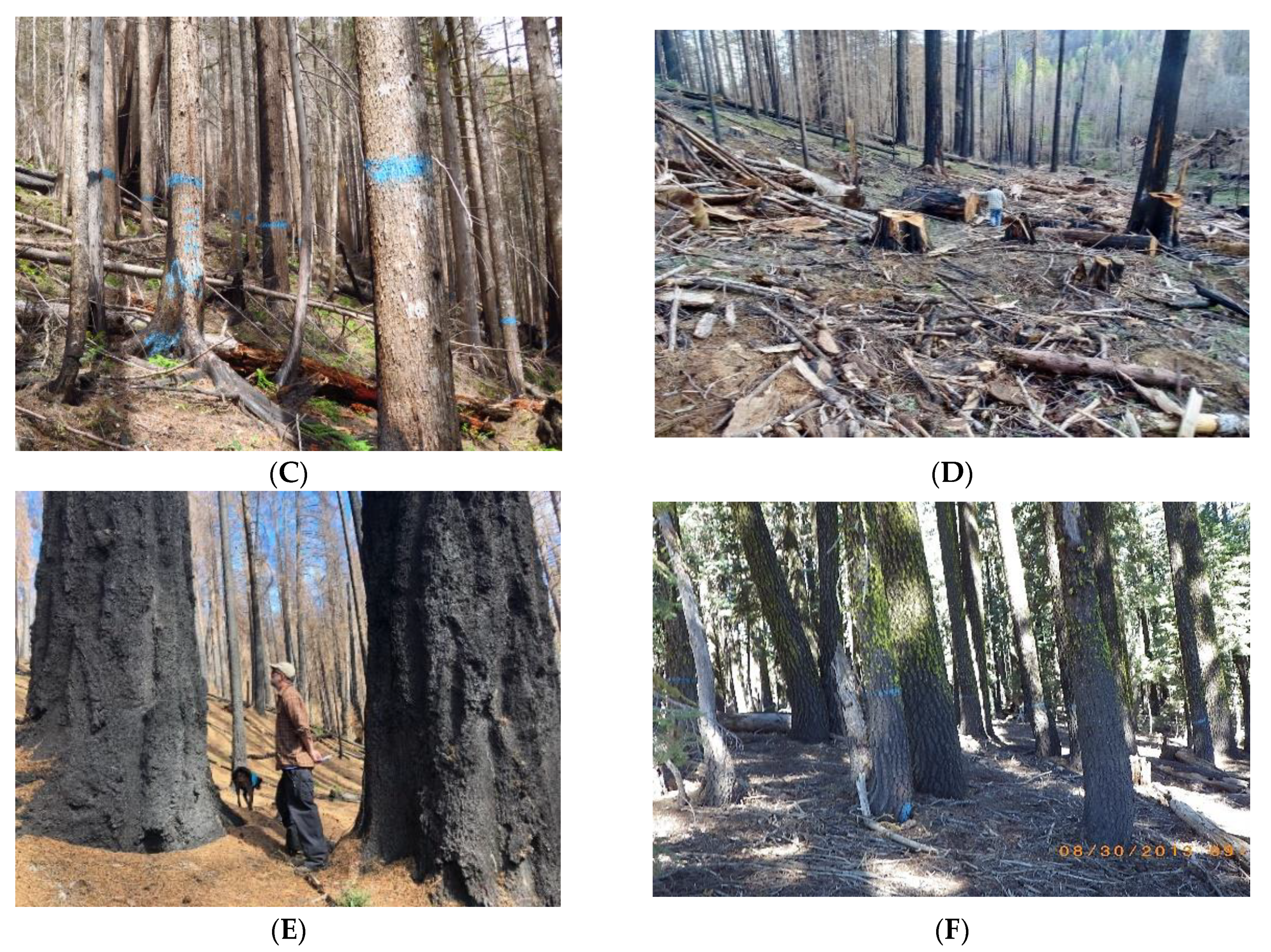 Forests 13 01730 g005b