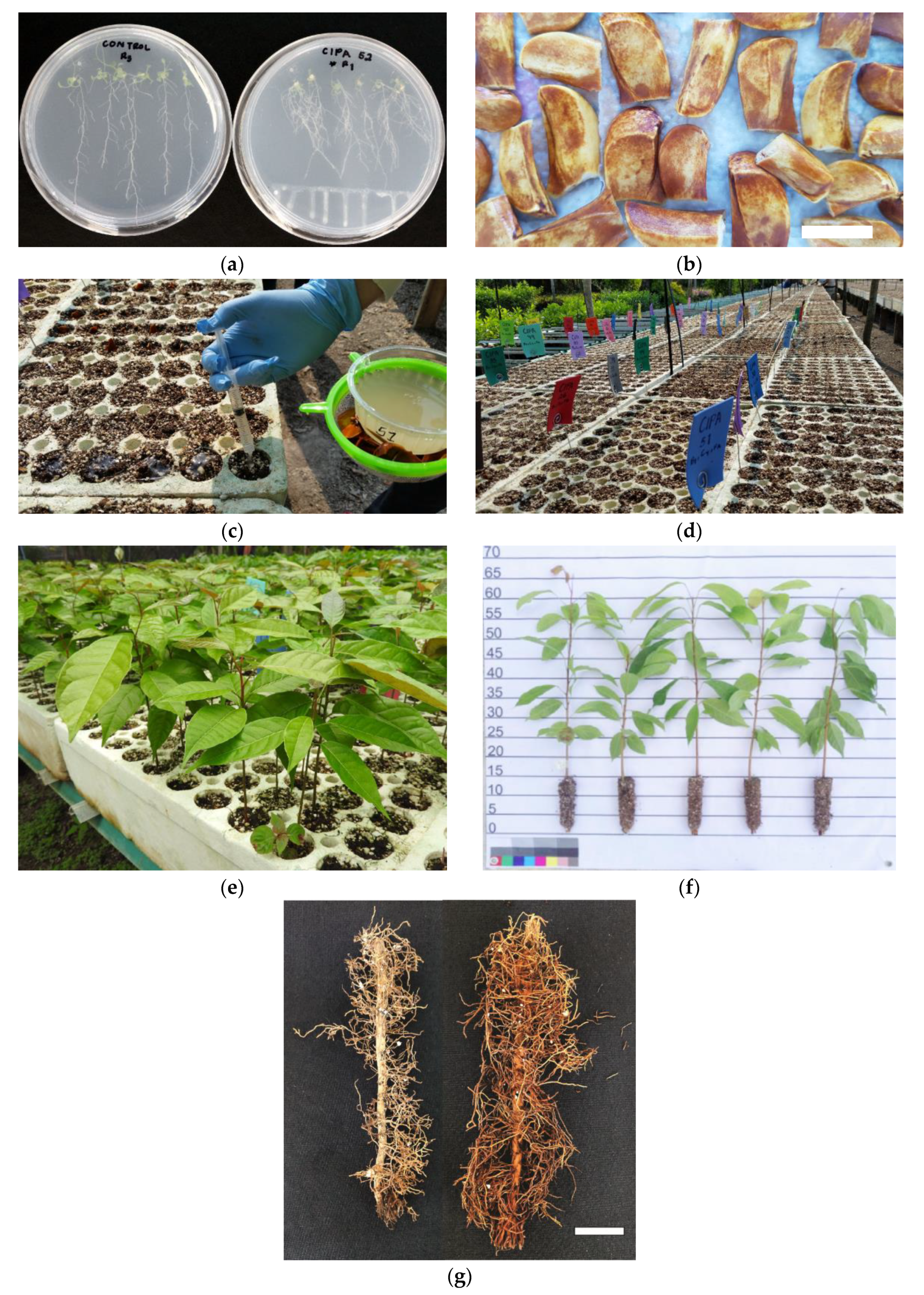 Forests 13 01742 g001