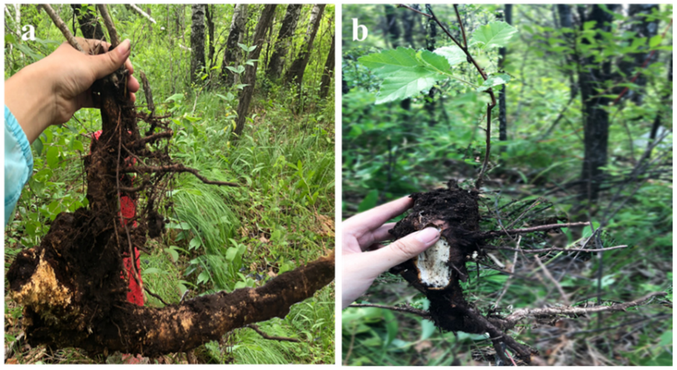 Forests 13 01745 g001