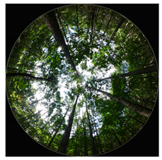 Forests 13 01746 i003