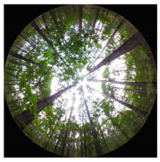 Forests 13 01746 i007