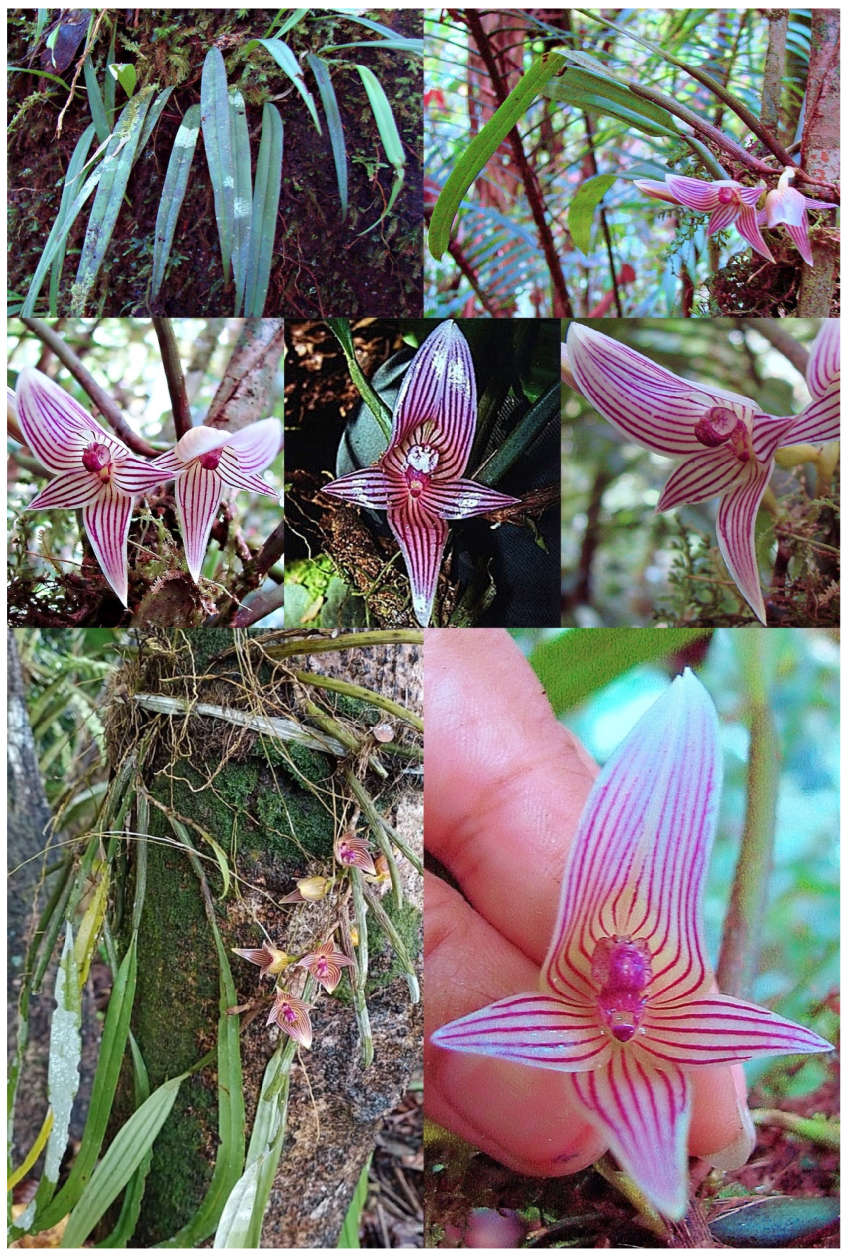 Forests 13 01759 g003