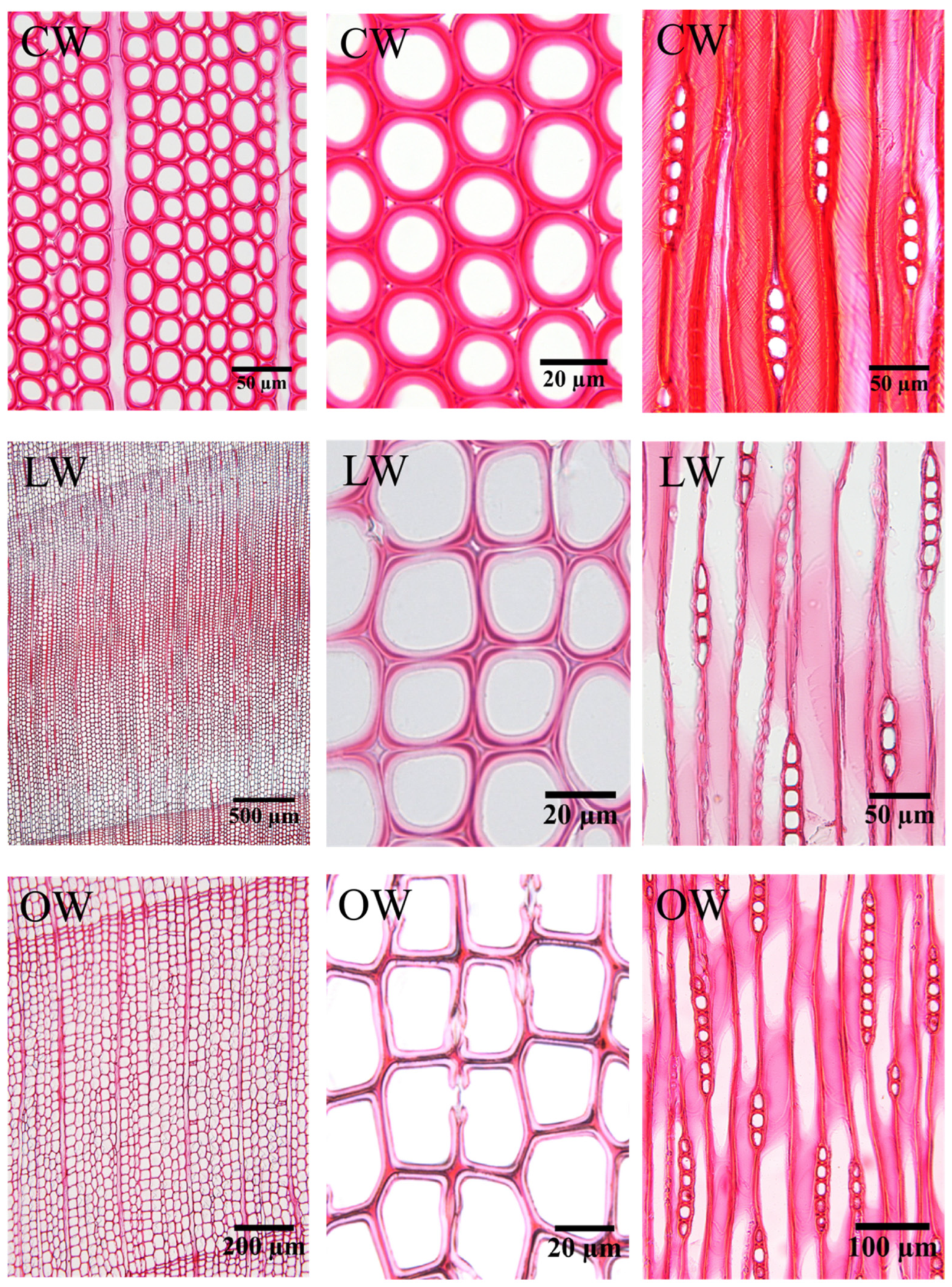 Forests 13 01792 g004