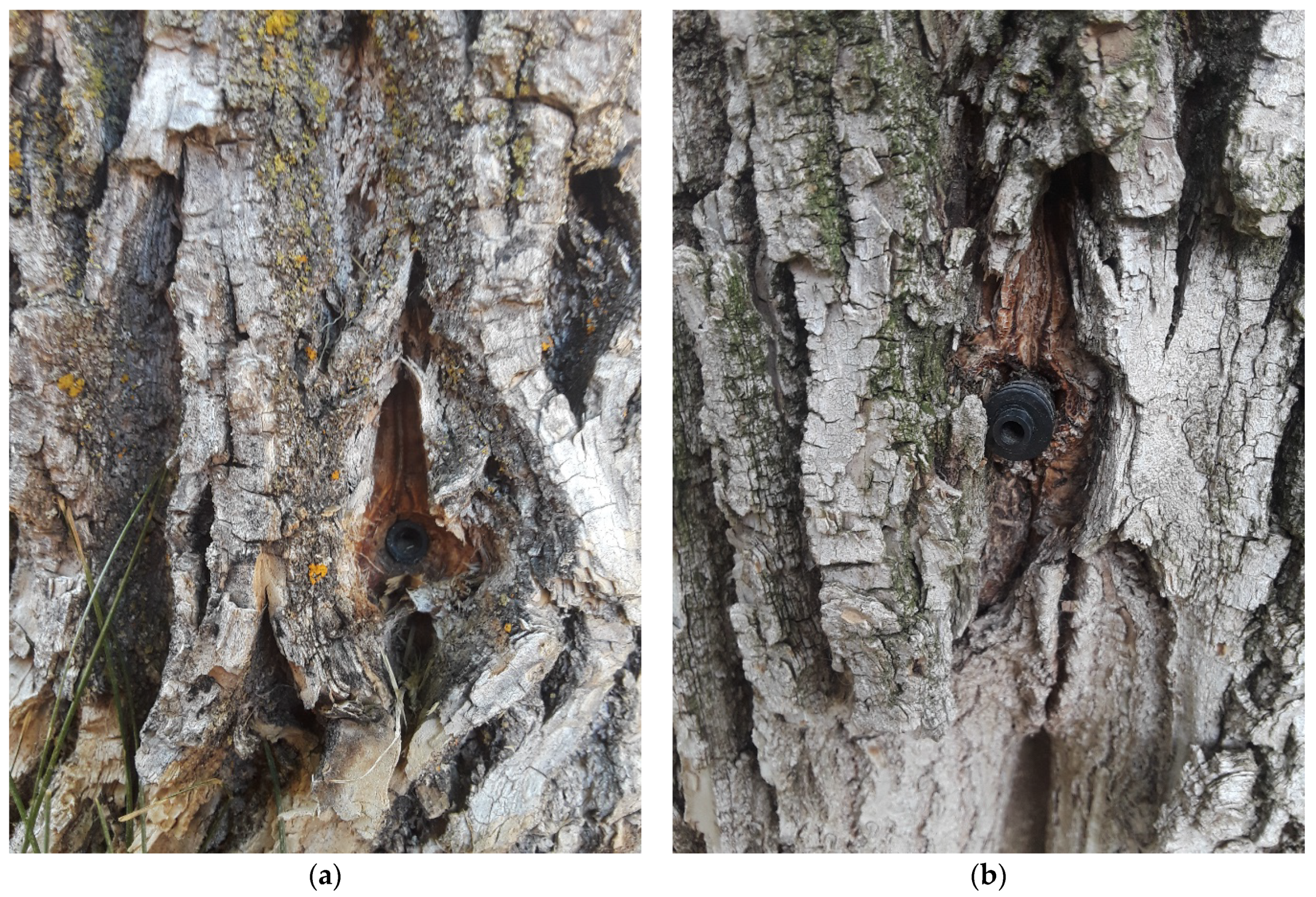 Forests 13 01802 g0a2