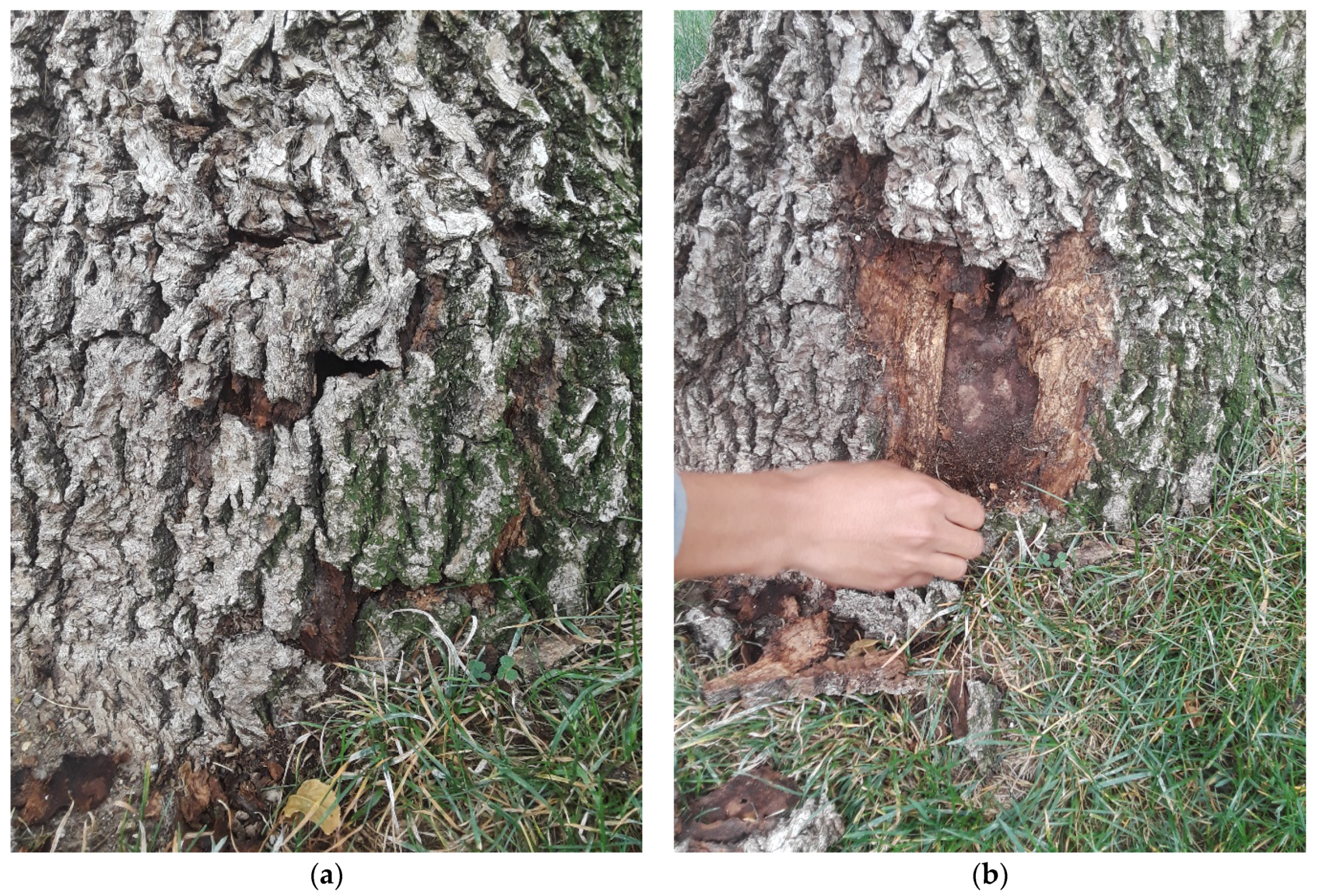 Forests 13 01802 g0a3